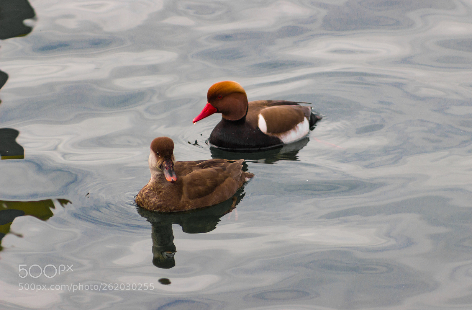 Canon EOS 100D (EOS Rebel SL1 / EOS Kiss X7) sample photo. Pochard photography