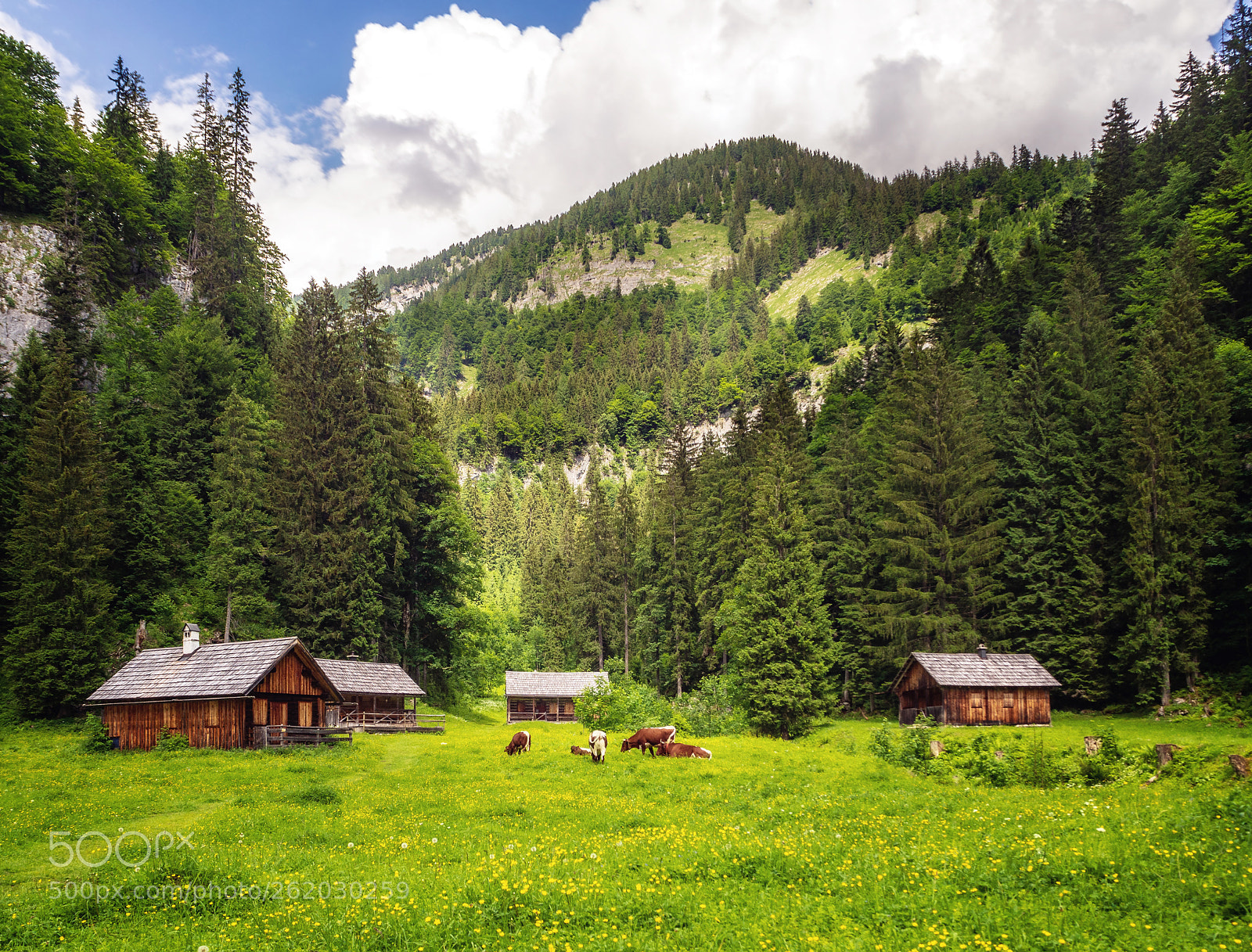 Olympus OM-D E-M10 II sample photo. Zimitzalm photography