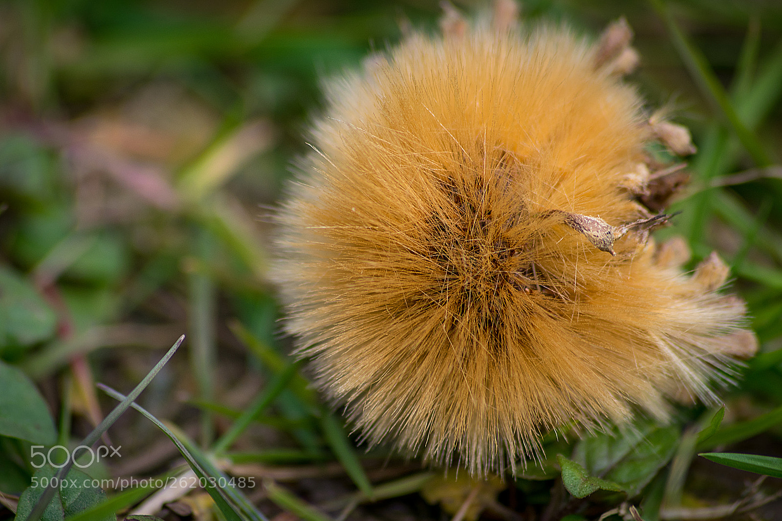 Nikon D5300 sample photo. Bonito pompón anaranjado photography
