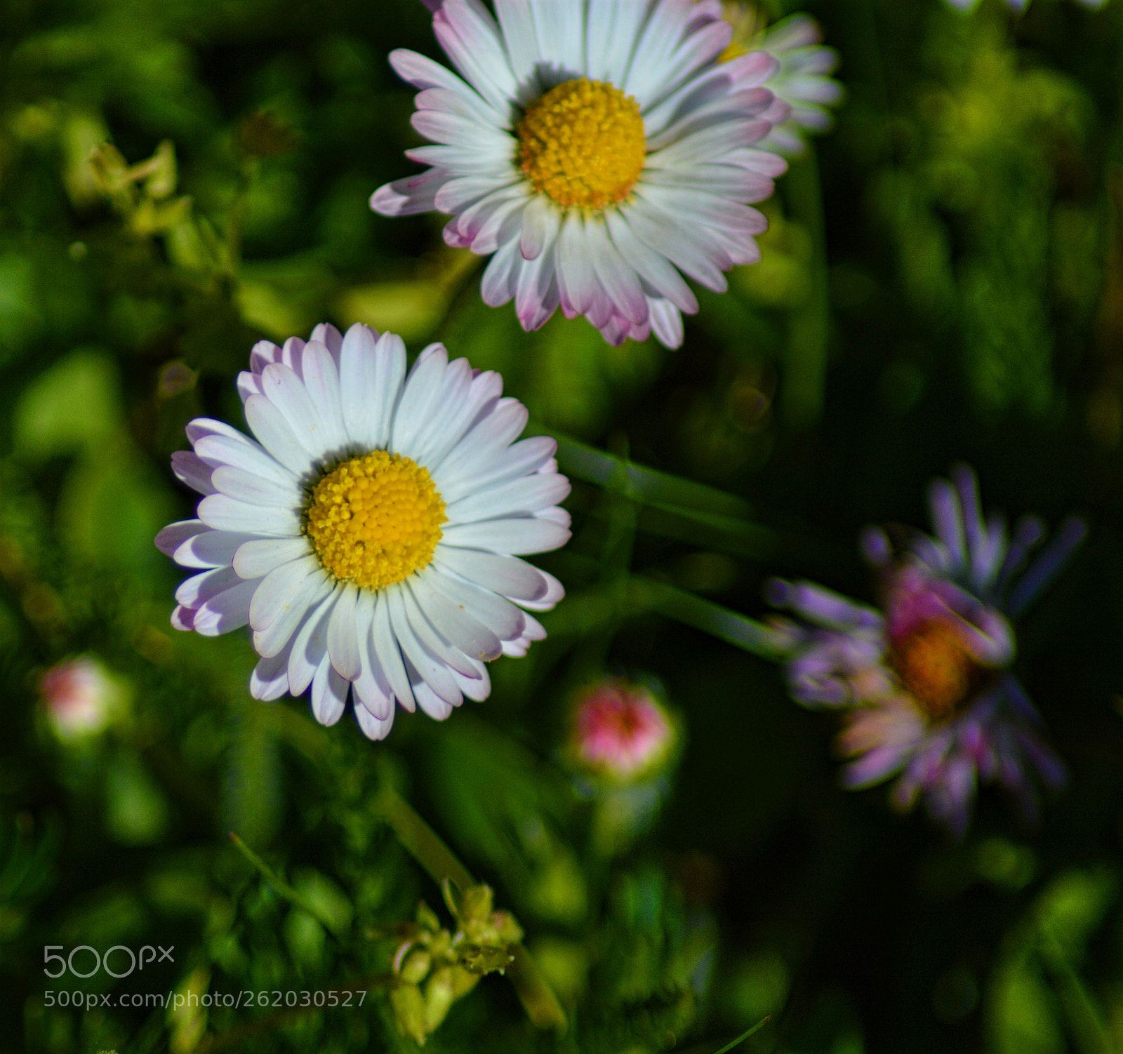 Nikon D3200 sample photo. Majblomma photography