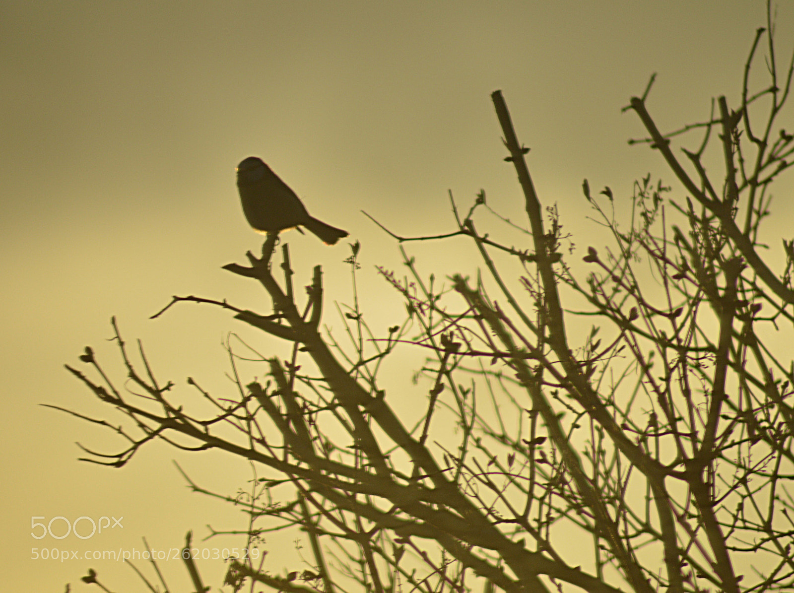 Nikon D3200 sample photo. Bird photography
