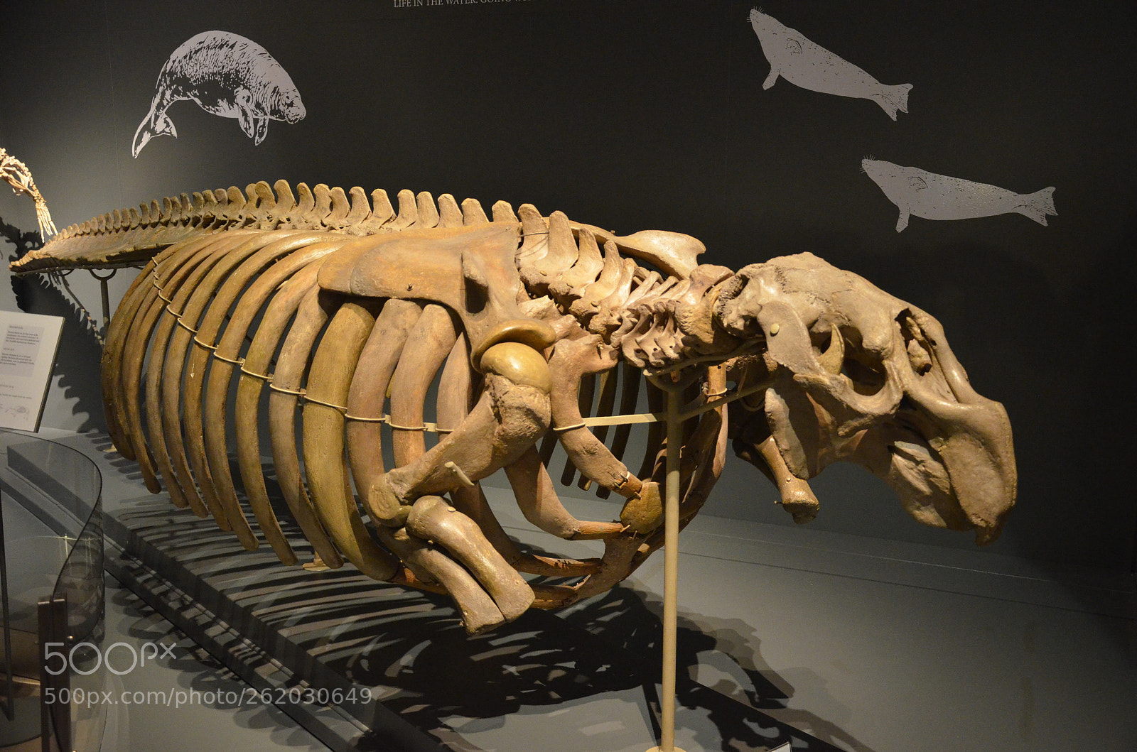 Nikon D5100 sample photo. Dinosaur photography