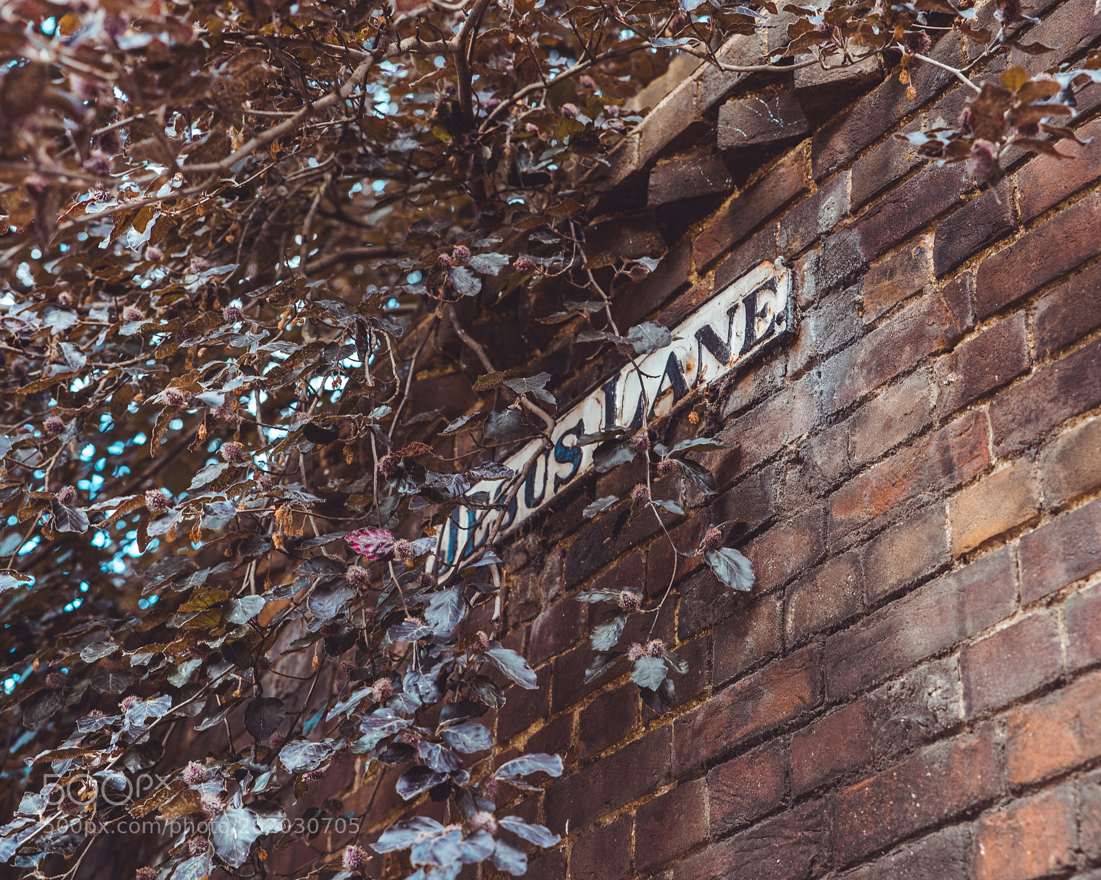 Nikon D810 sample photo. Jesus lane photography