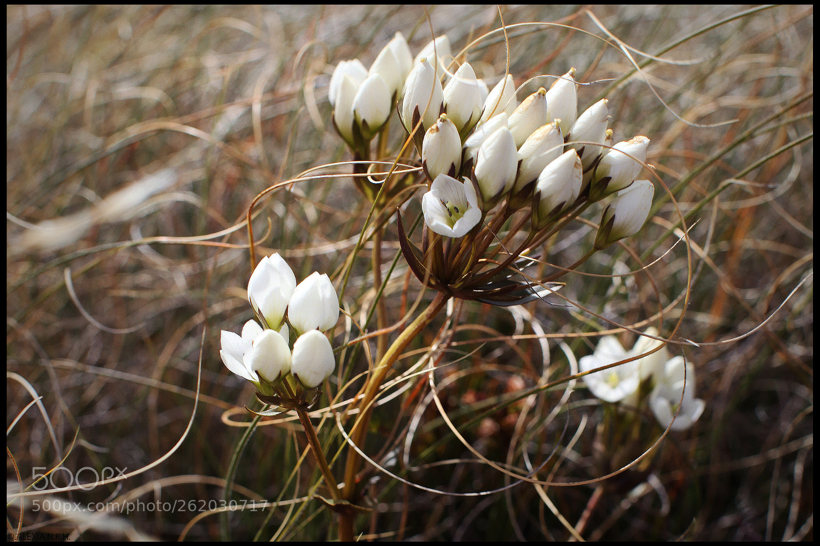 Canon EOS 5D Mark II sample photo. Gentianella bellidifolia photography