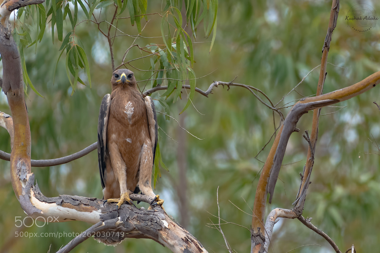 Nikon D500 sample photo. Bonelli's eagle photography