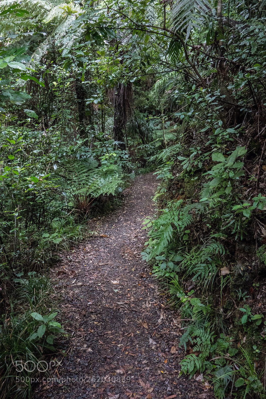 Sony Cyber-shot DSC-RX100 sample photo. Through the jungle photography
