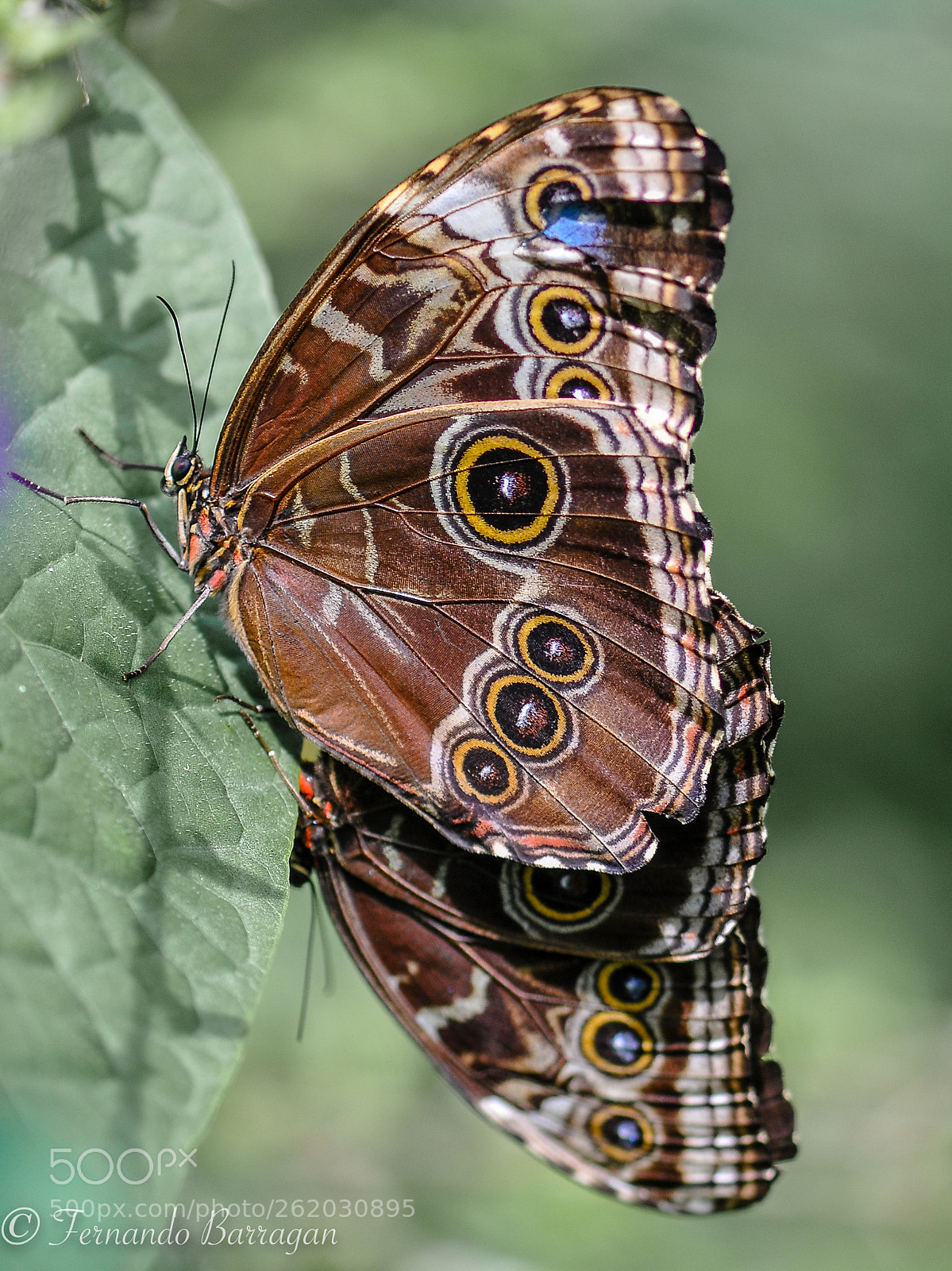 Nikon D300S sample photo. Mariposa costa rica photography