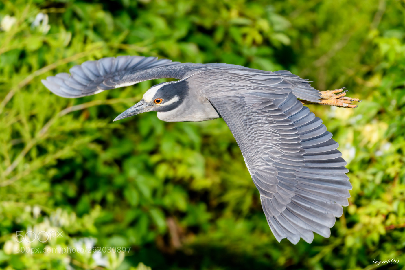 Nikon D500 sample photo. Soaring photography