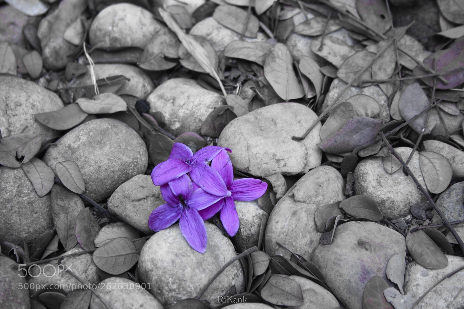 Canon EOS 1000D (EOS Digital Rebel XS / EOS Kiss F) sample photo. Every black n white photography