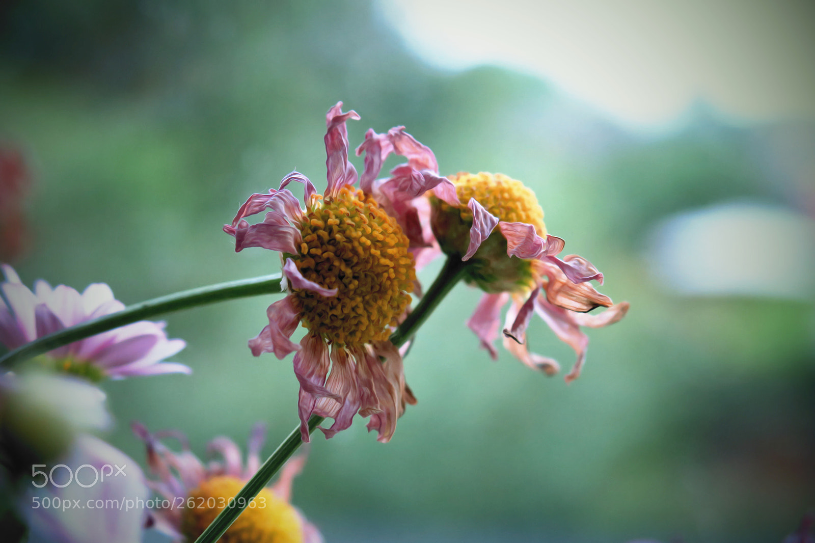 Canon PowerShot G3 X sample photo. Jpg photography