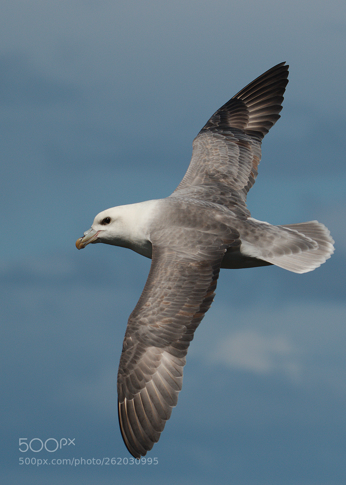 Canon EOS 7D Mark II sample photo. Fulmar engineered for flight photography