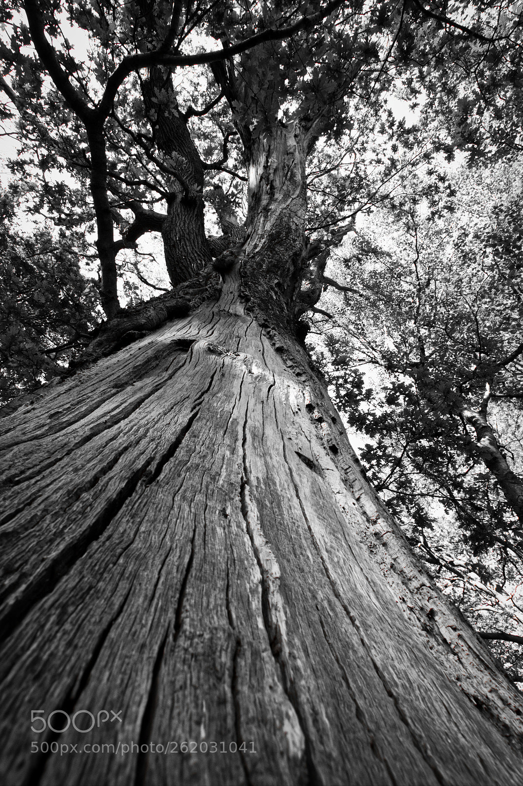 Sigma 10-20mm F3.5 EX DC HSM sample photo. Mighty oak photography