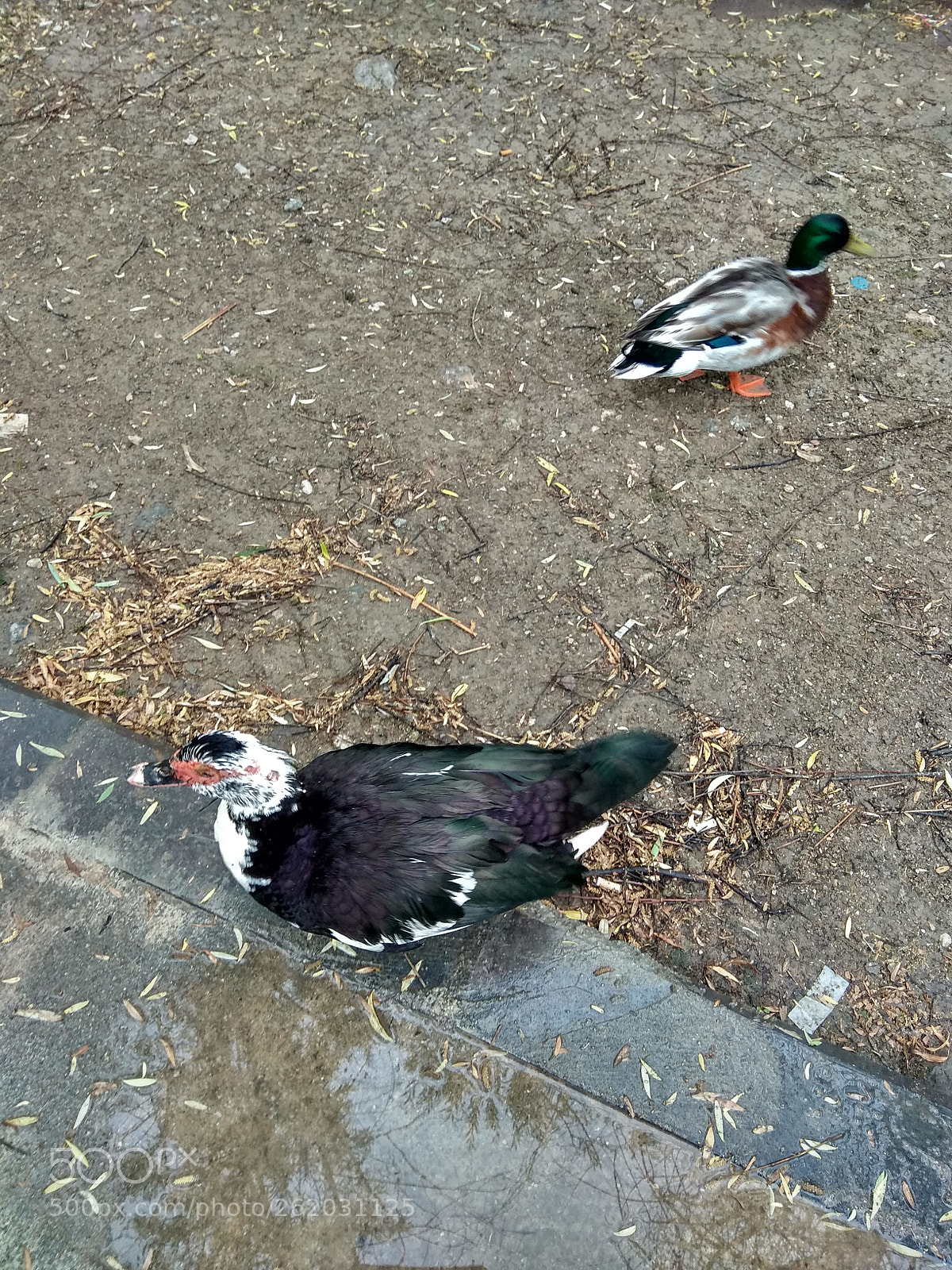 Xiaomi Redmi Note 4 sample photo. I am offended photography