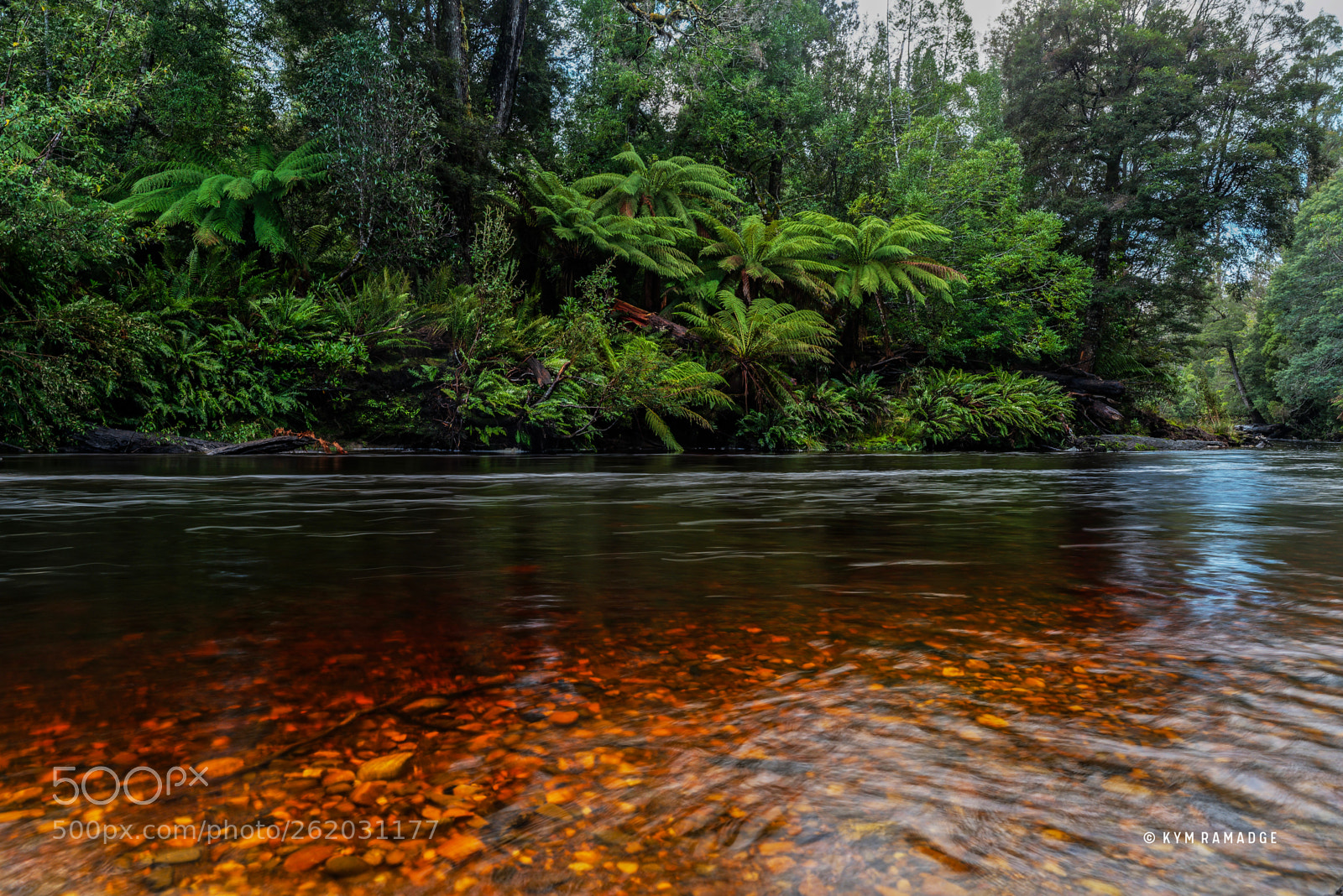 Nikon D750 sample photo. Styx river : tasmania photography