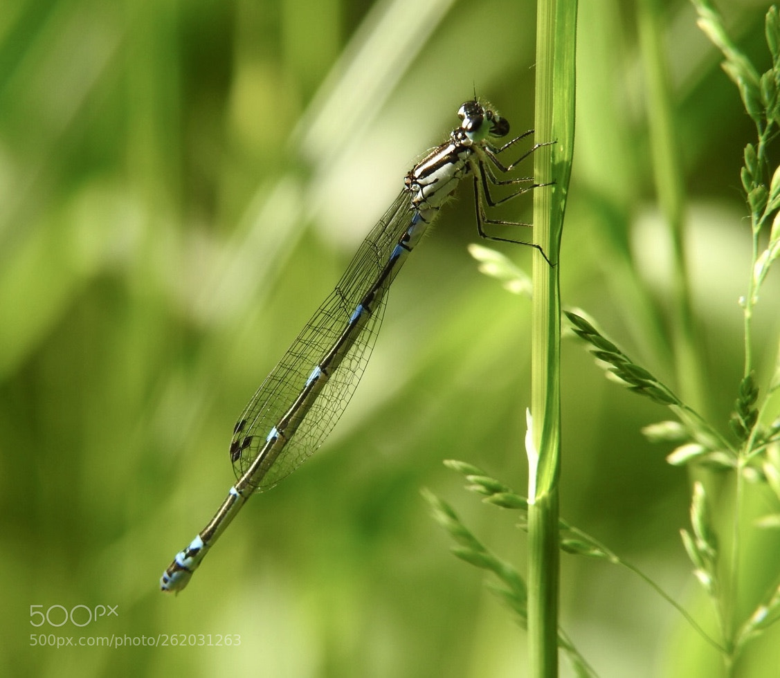 Nikon Coolpix P900 sample photo. Variable damselfly female photography