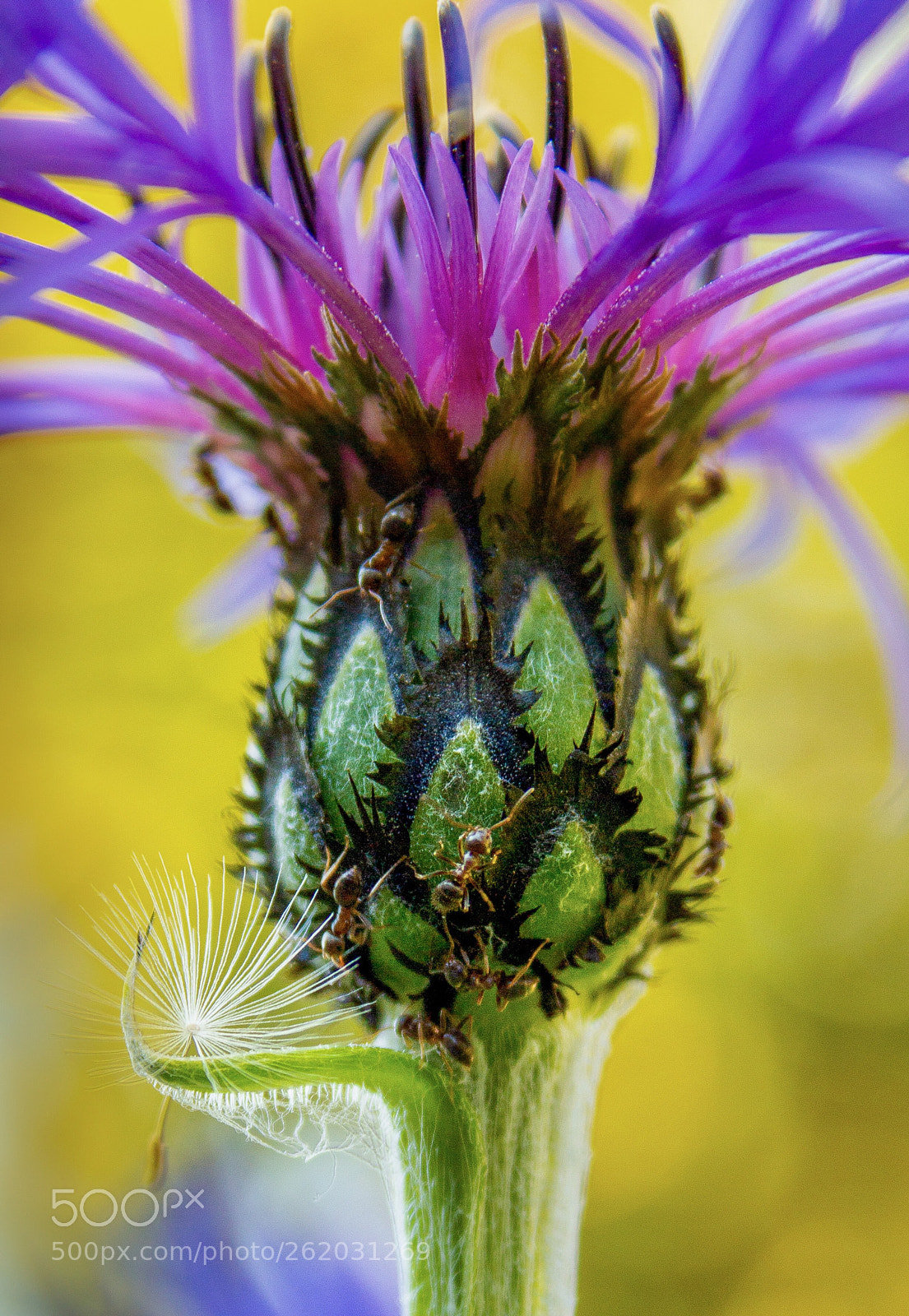Canon EOS 70D sample photo. Colour burst photography