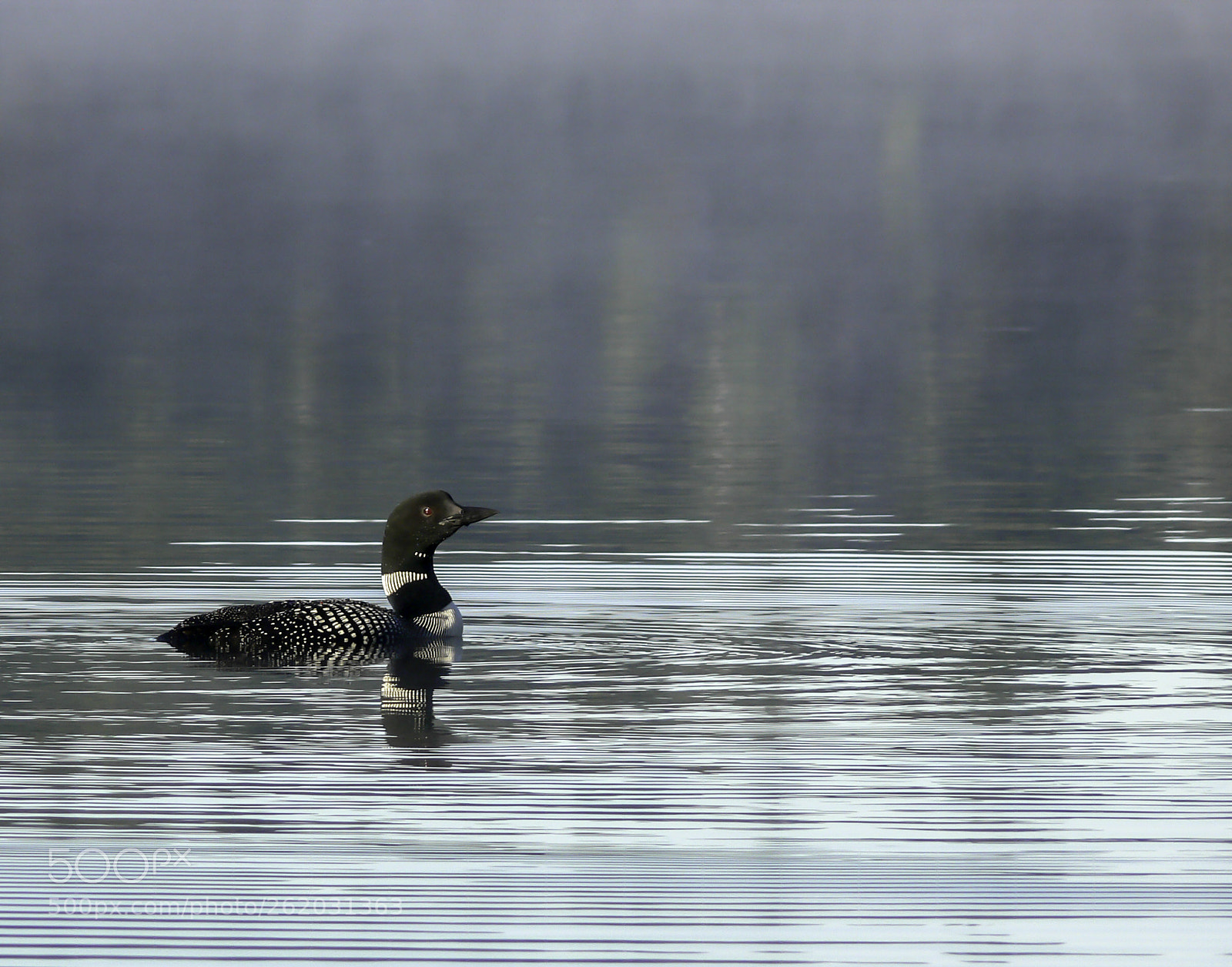 Panasonic DMC-FZ30 sample photo. Early morning loon 2 photography