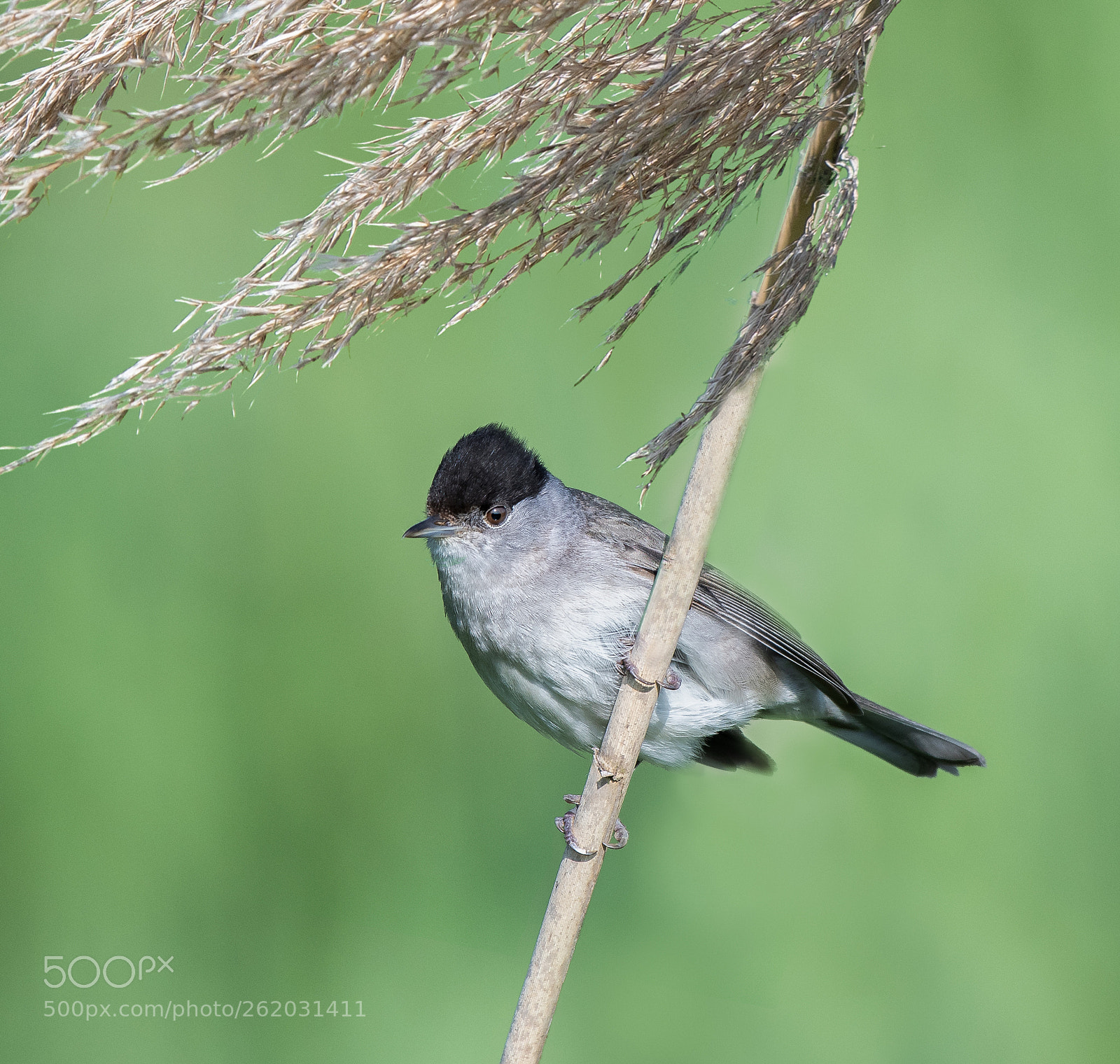 Nikon D500 sample photo. Blackcap ♂ (sylvia atricapilla) photography