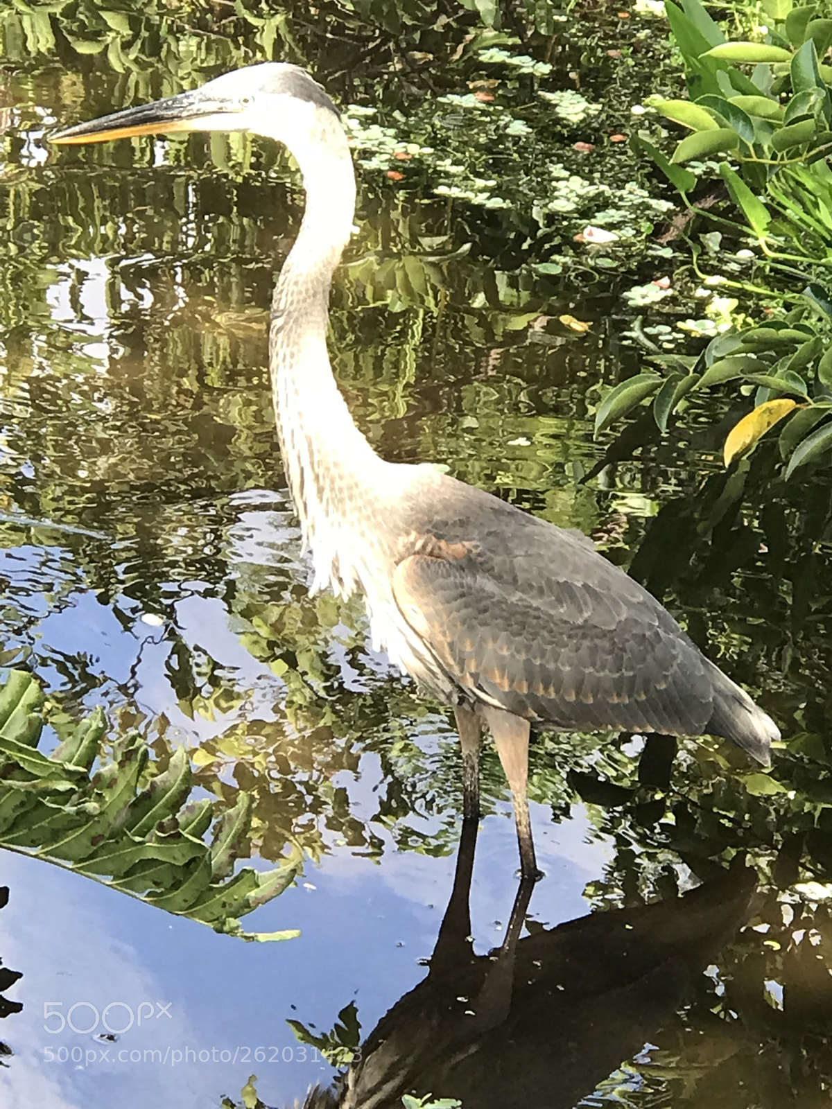 Apple iPhone 7 Plus sample photo. Untitled photography