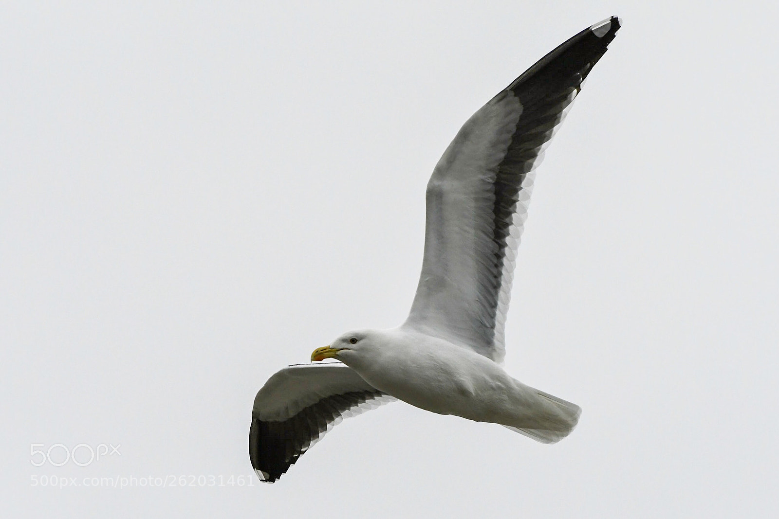 Nikon D500 sample photo. Southern black-backed gull karoro photography