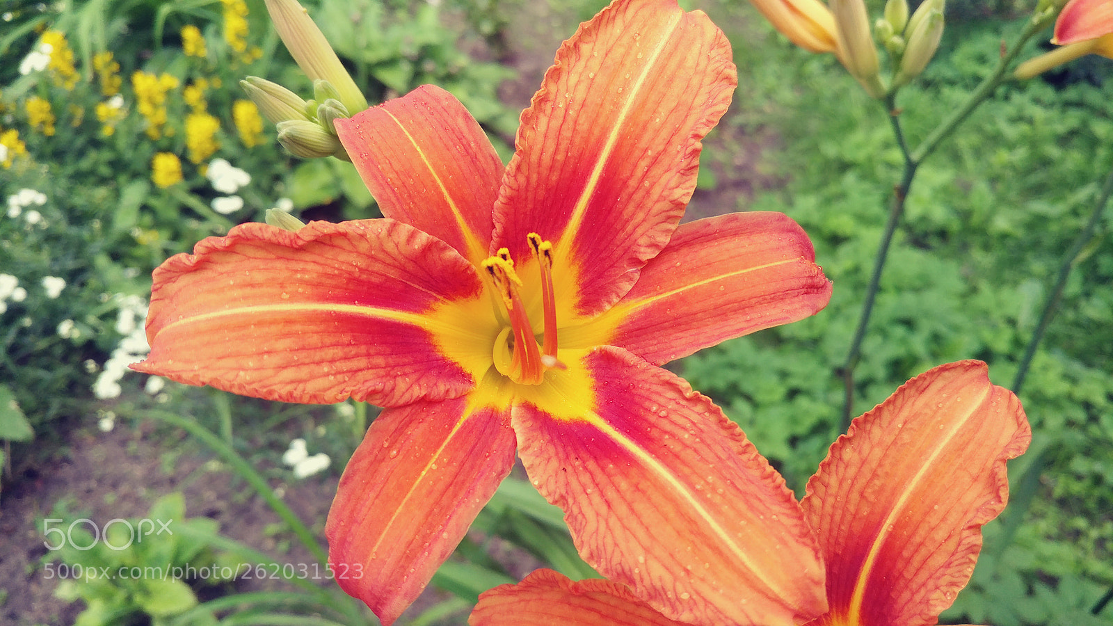 LG V20 sample photo. Untitled photography