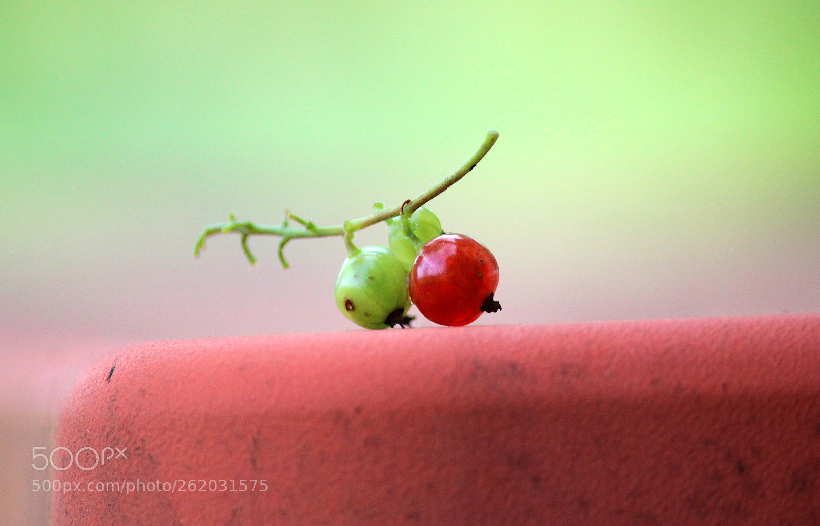 Canon EOS 600D (Rebel EOS T3i / EOS Kiss X5) sample photo. Some berries are ready photography