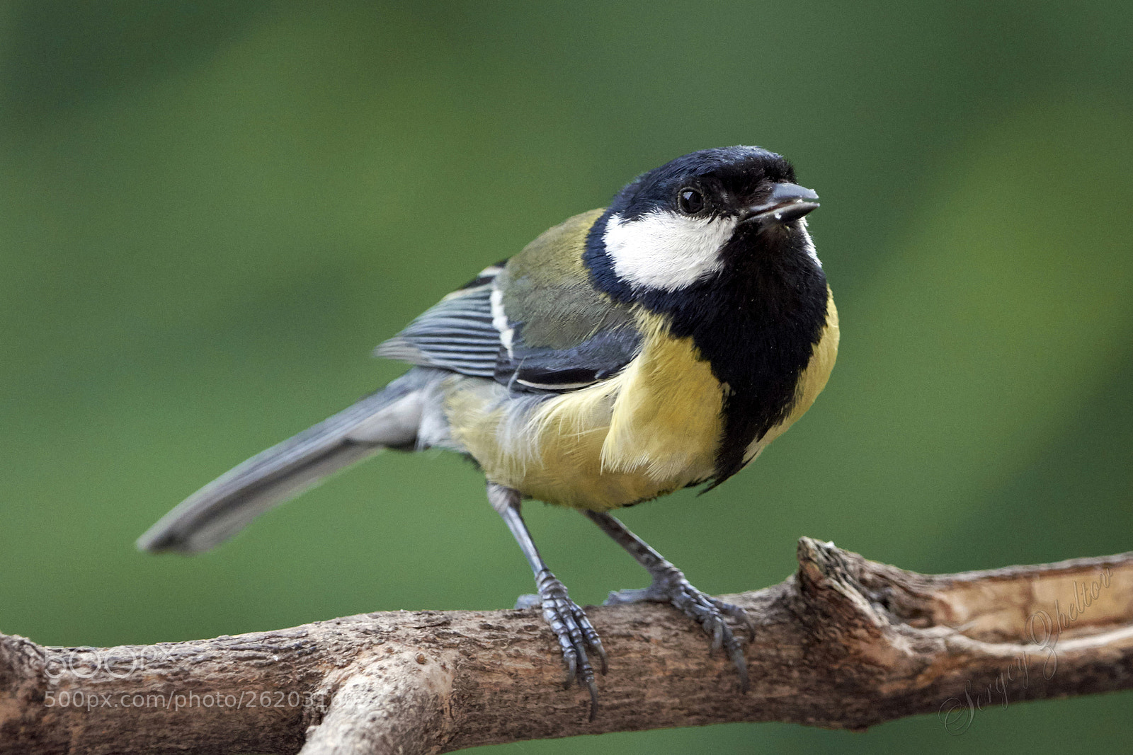 Nikon D7100 sample photo. Tomtit photography