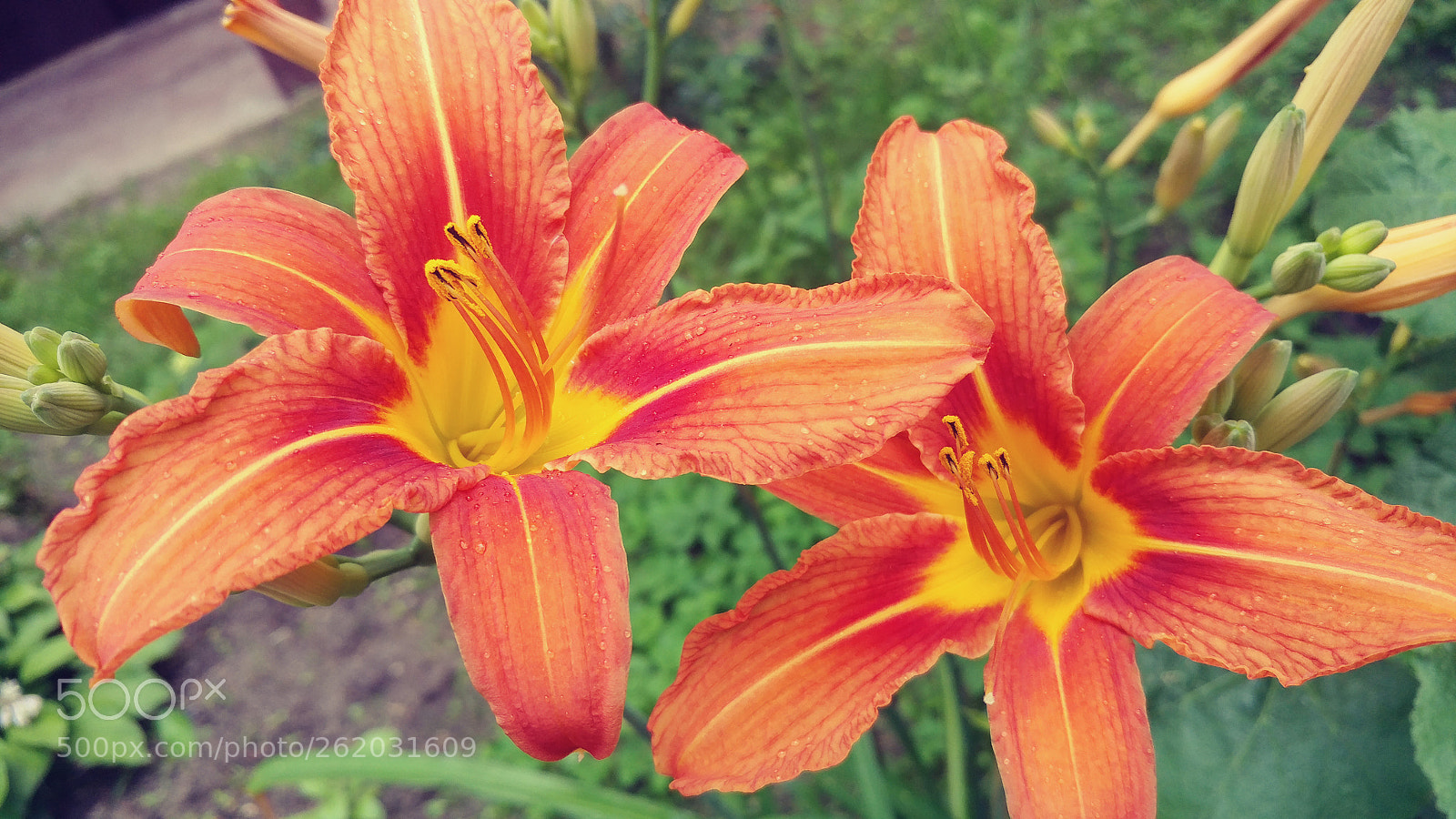 LG V20 sample photo. Untitled photography