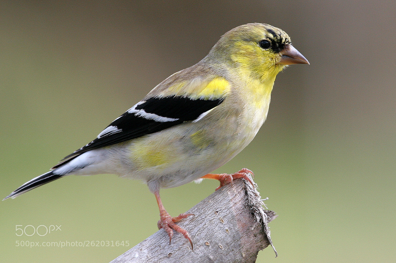 Canon EOS 20D sample photo. Mr. goldfinch photography