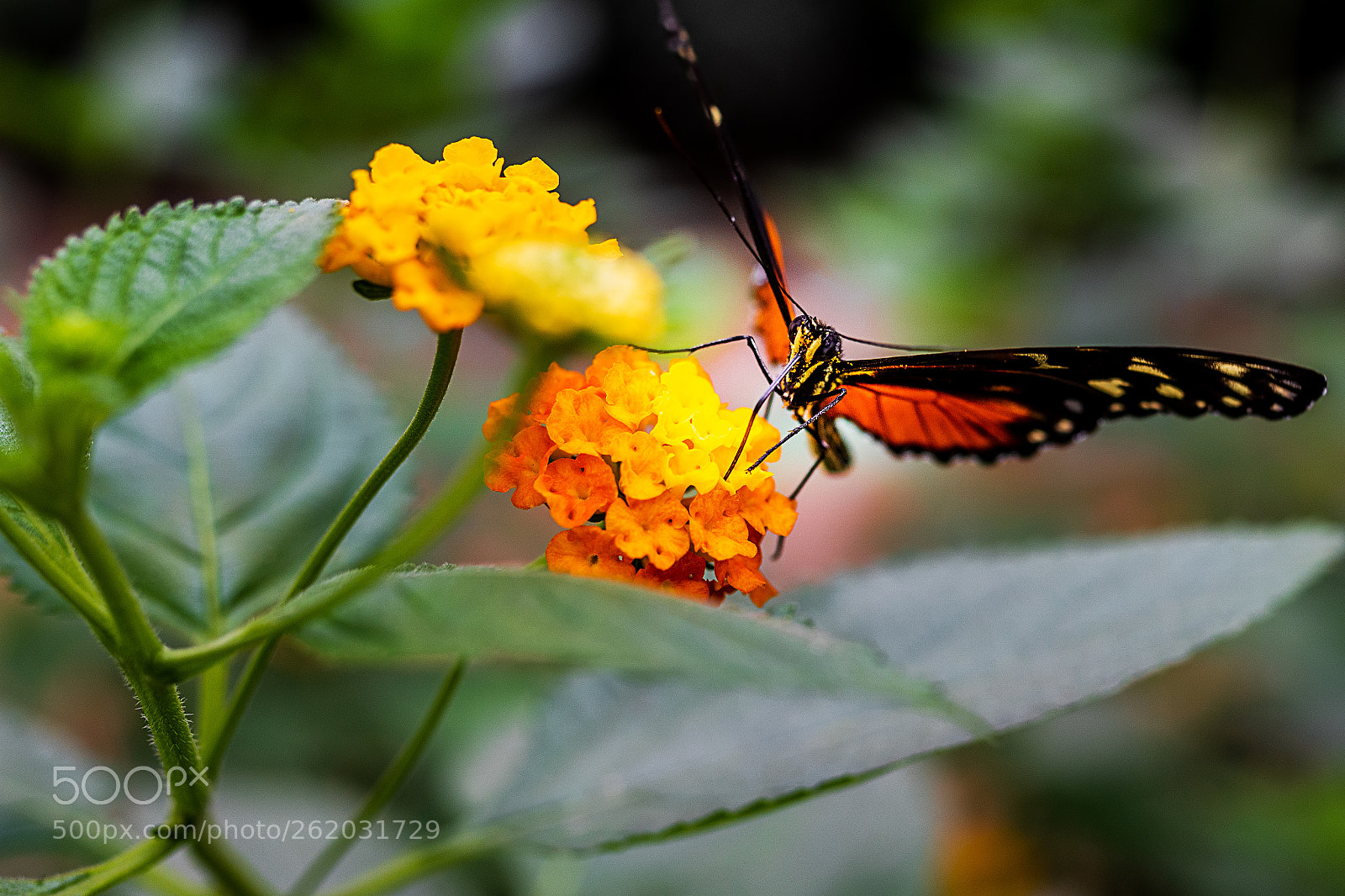 Sony ILCA-77M2 sample photo. Butterfly photography