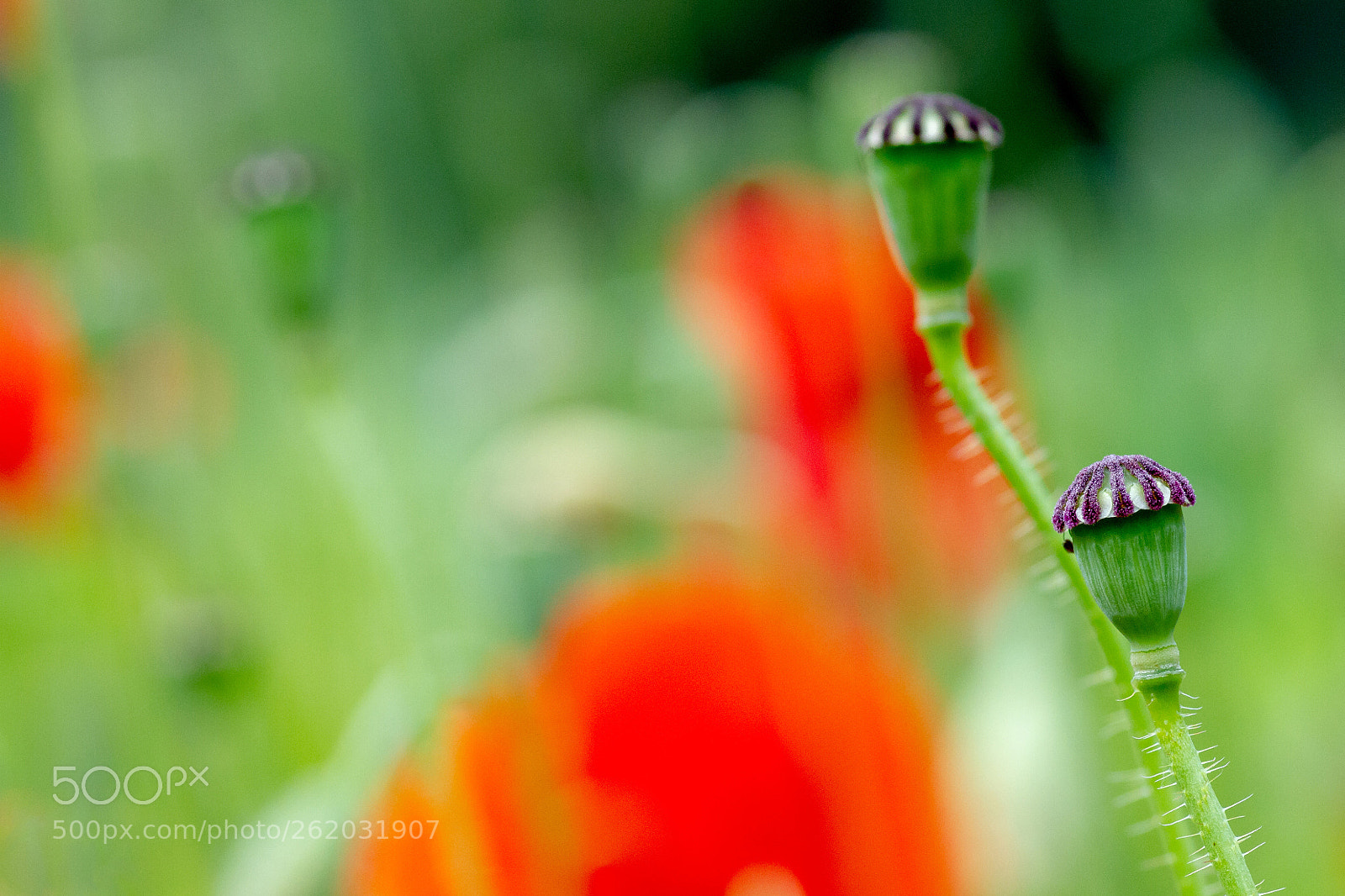 Canon EOS 7D sample photo. Bokeh photography