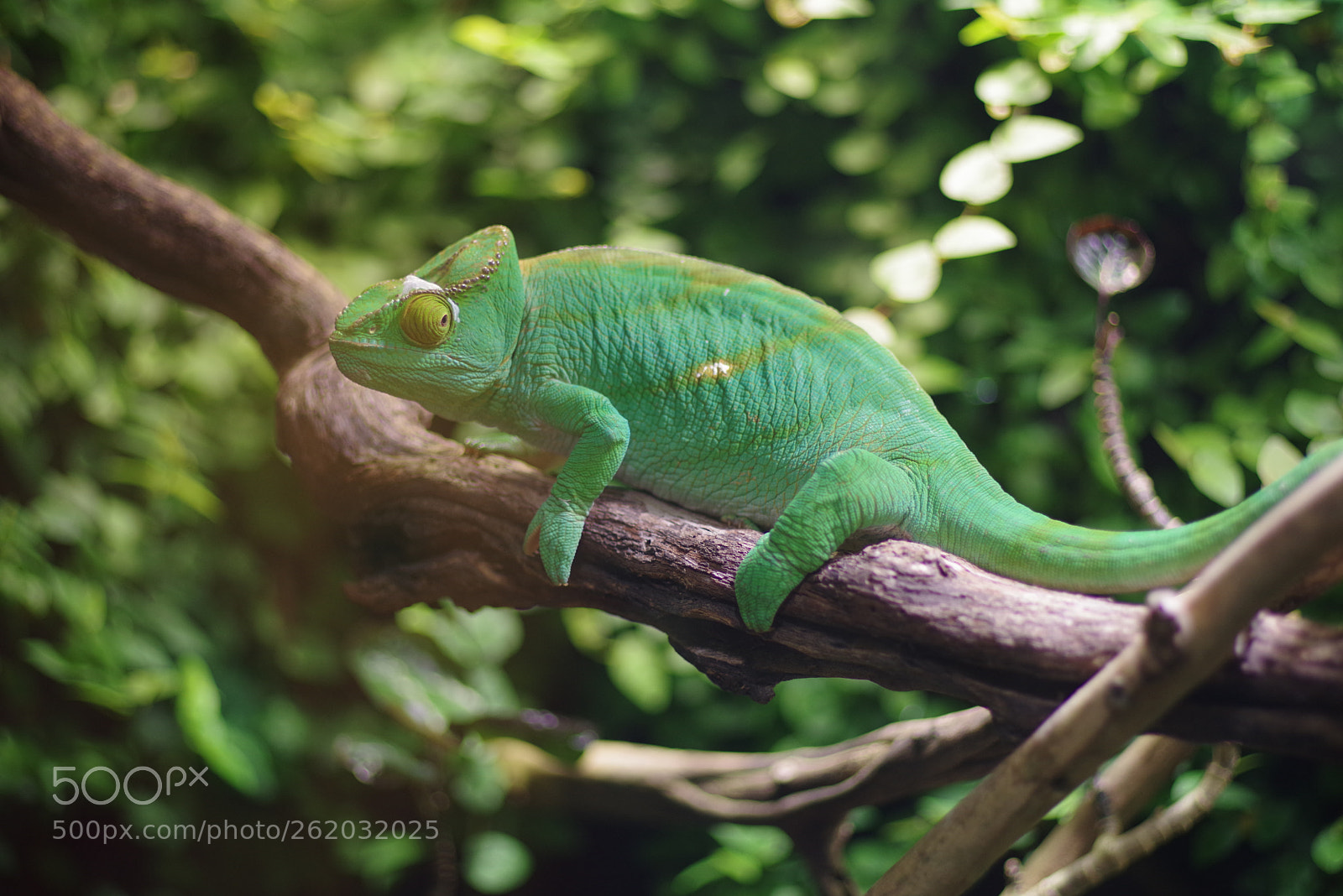 Pentax K-1 Mark II sample photo. Untitled photography
