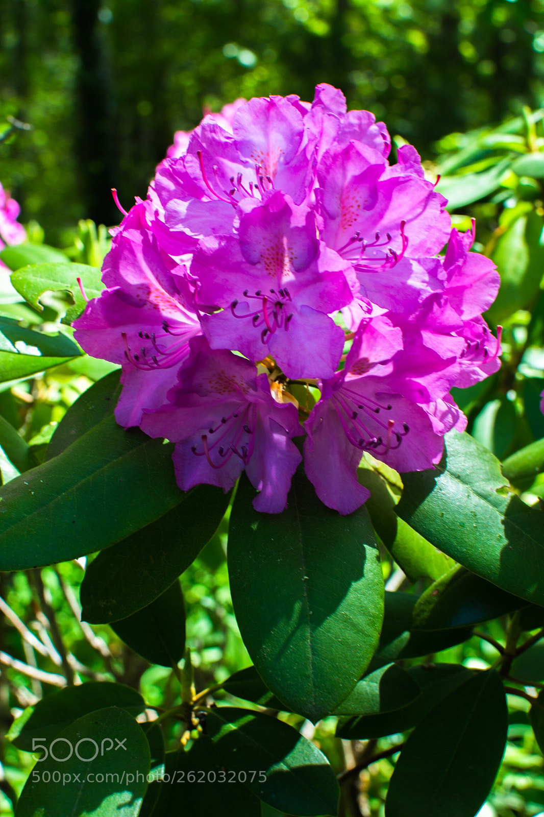 Nikon D7100 sample photo. Flower power photography