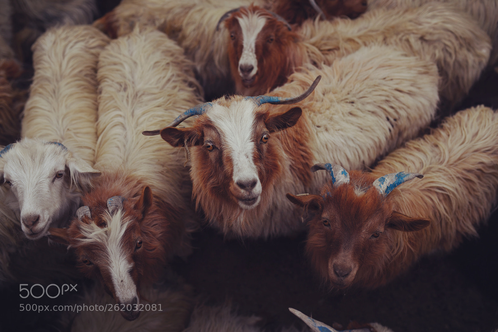 Nikon D750 sample photo. Mountain goats photography