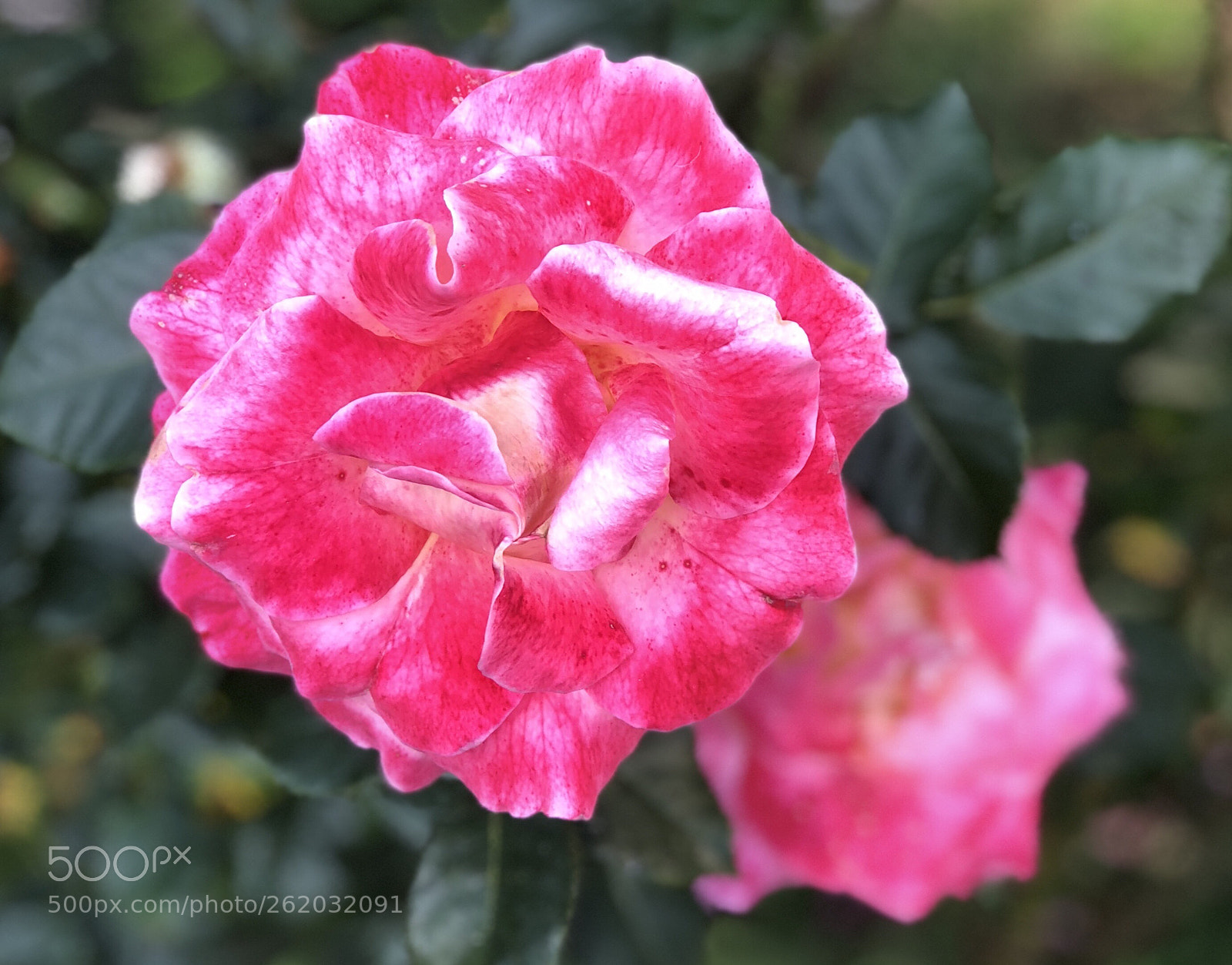 Apple iPhone 8 Plus sample photo. Untitled photography