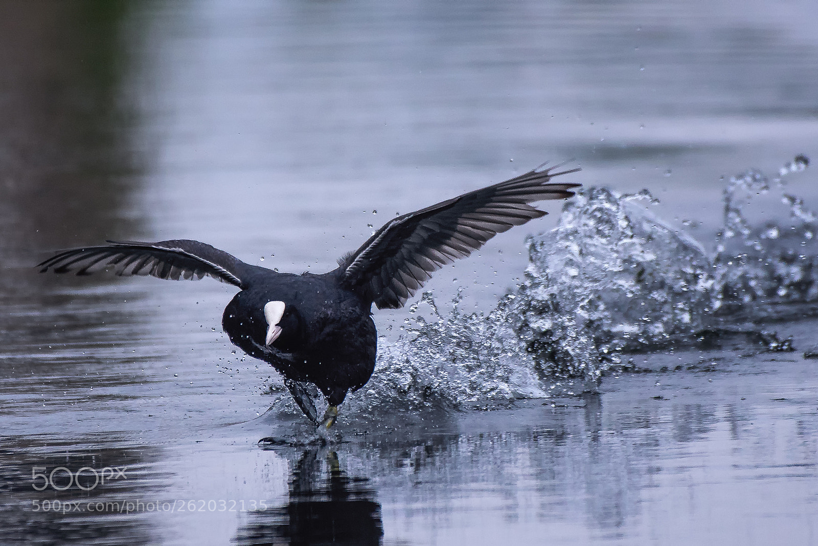 Nikon D500 sample photo. Coot is in a photography