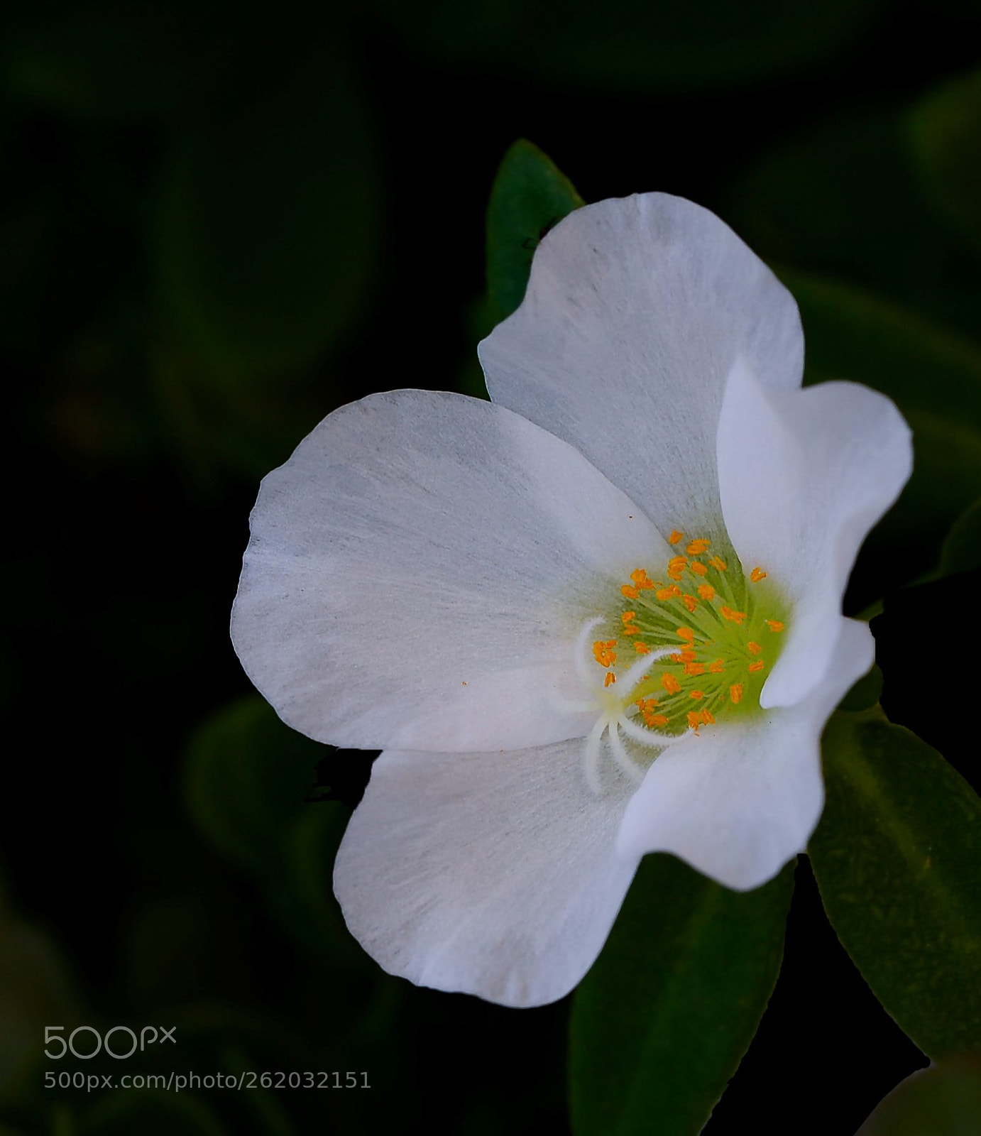 Nikon D600 sample photo. White flower photography