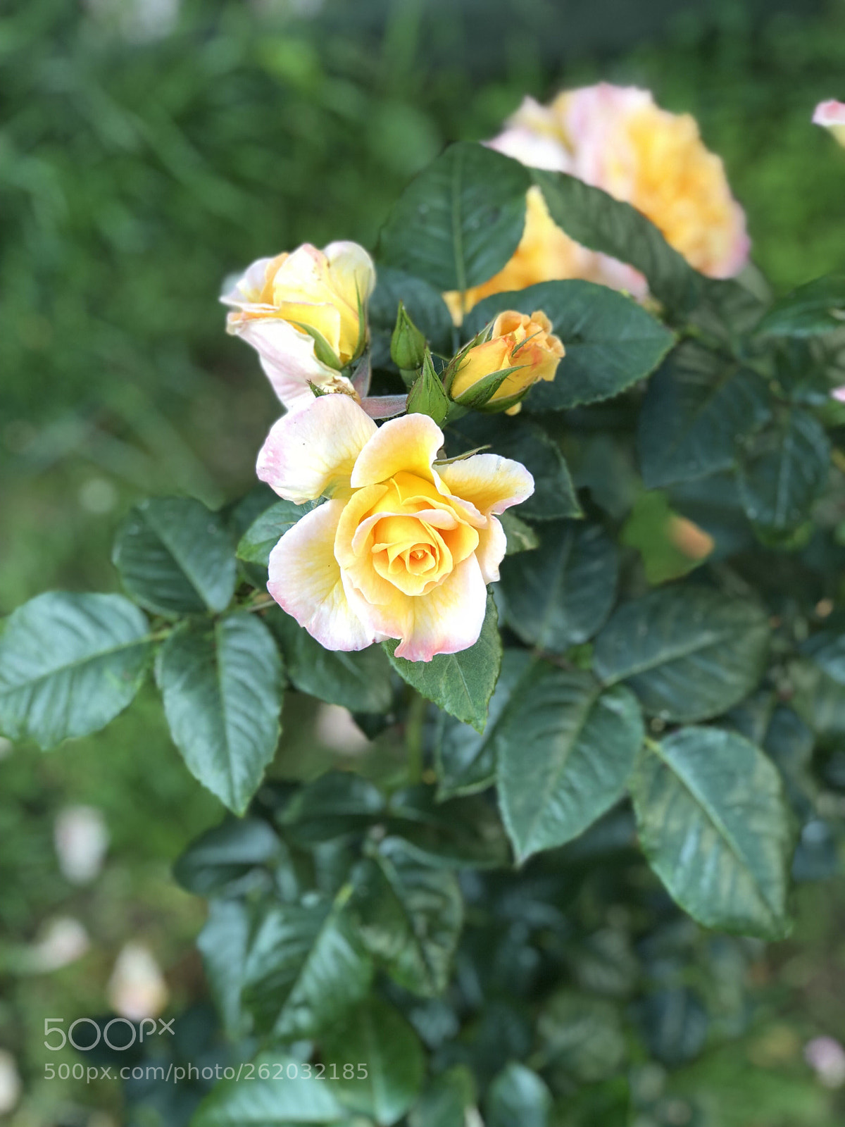 Apple iPhone 8 Plus sample photo. Untitled photography