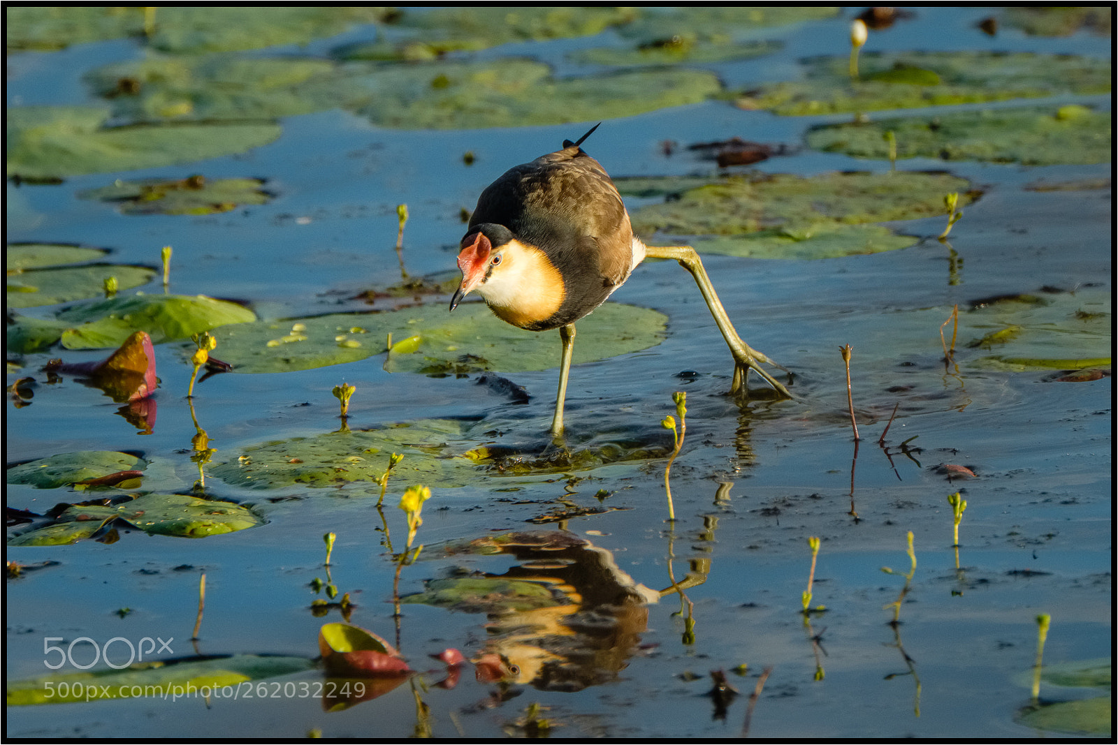 Fujifilm X-T2 sample photo. Comb crested jacana photography