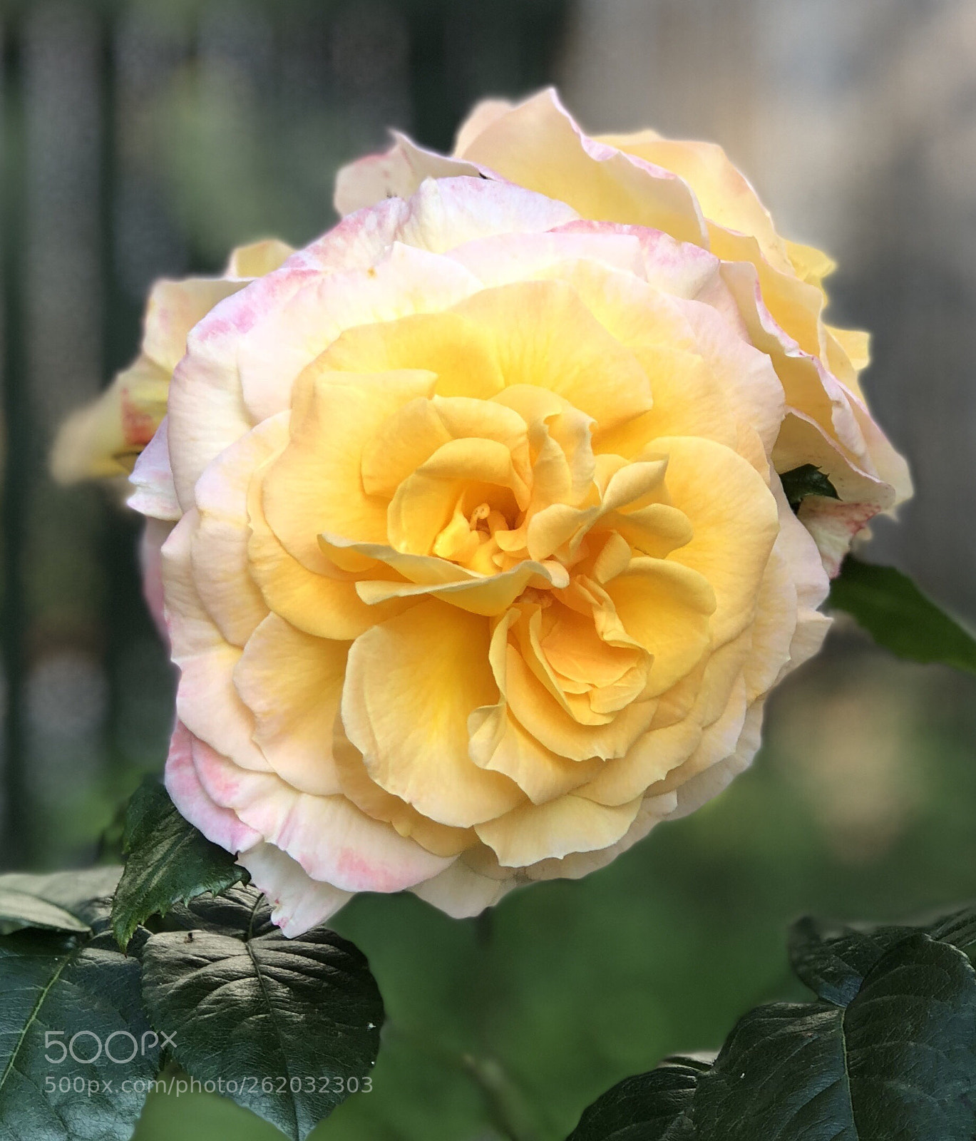 Apple iPhone 8 Plus sample photo. Untitled photography