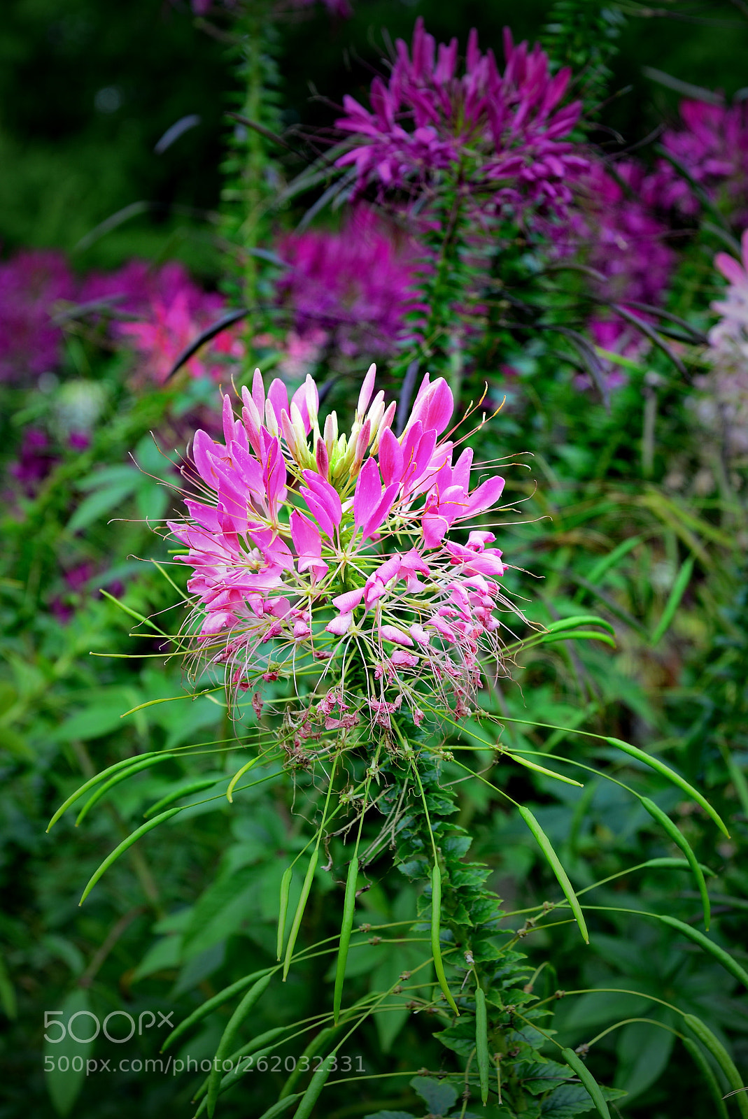 Nikon D600 sample photo. Flowers.. photography