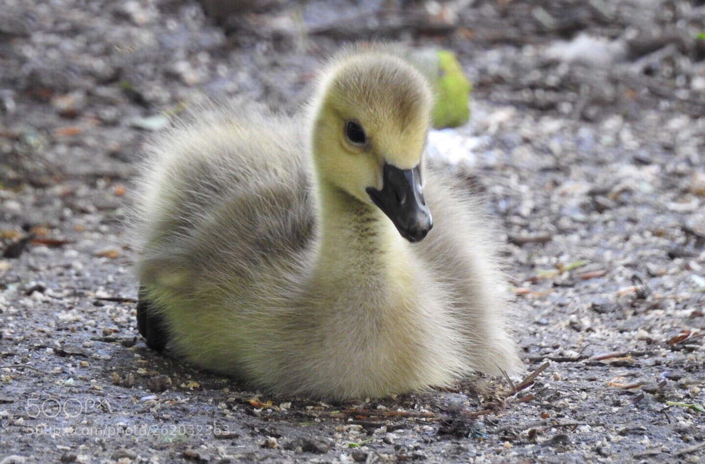 Nikon Coolpix P900 sample photo. Little cute canadian gosling photography