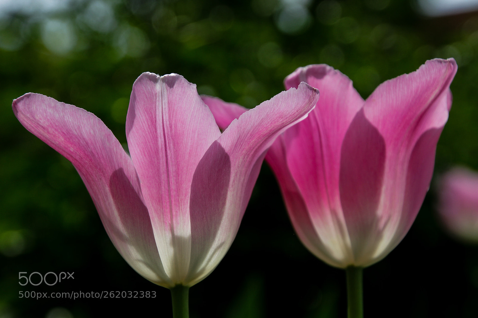 Canon EOS 7D sample photo. Pink morning photography