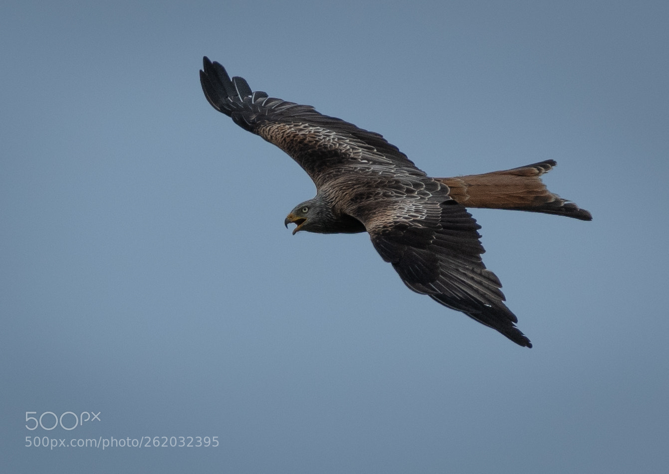 Nikon D850 sample photo. Red kite photography