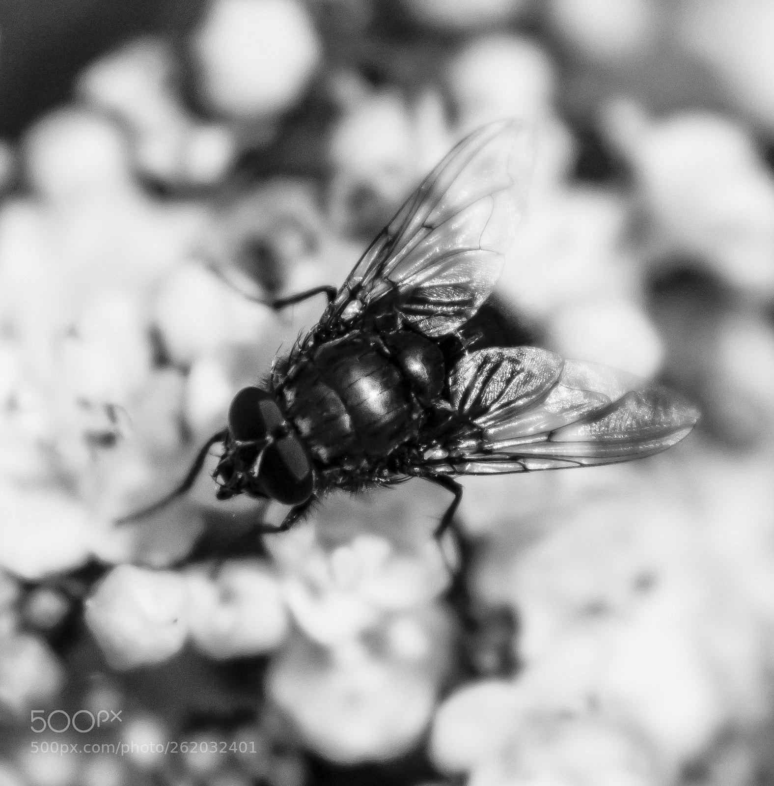 Nikon D7100 sample photo. Super macro project photography