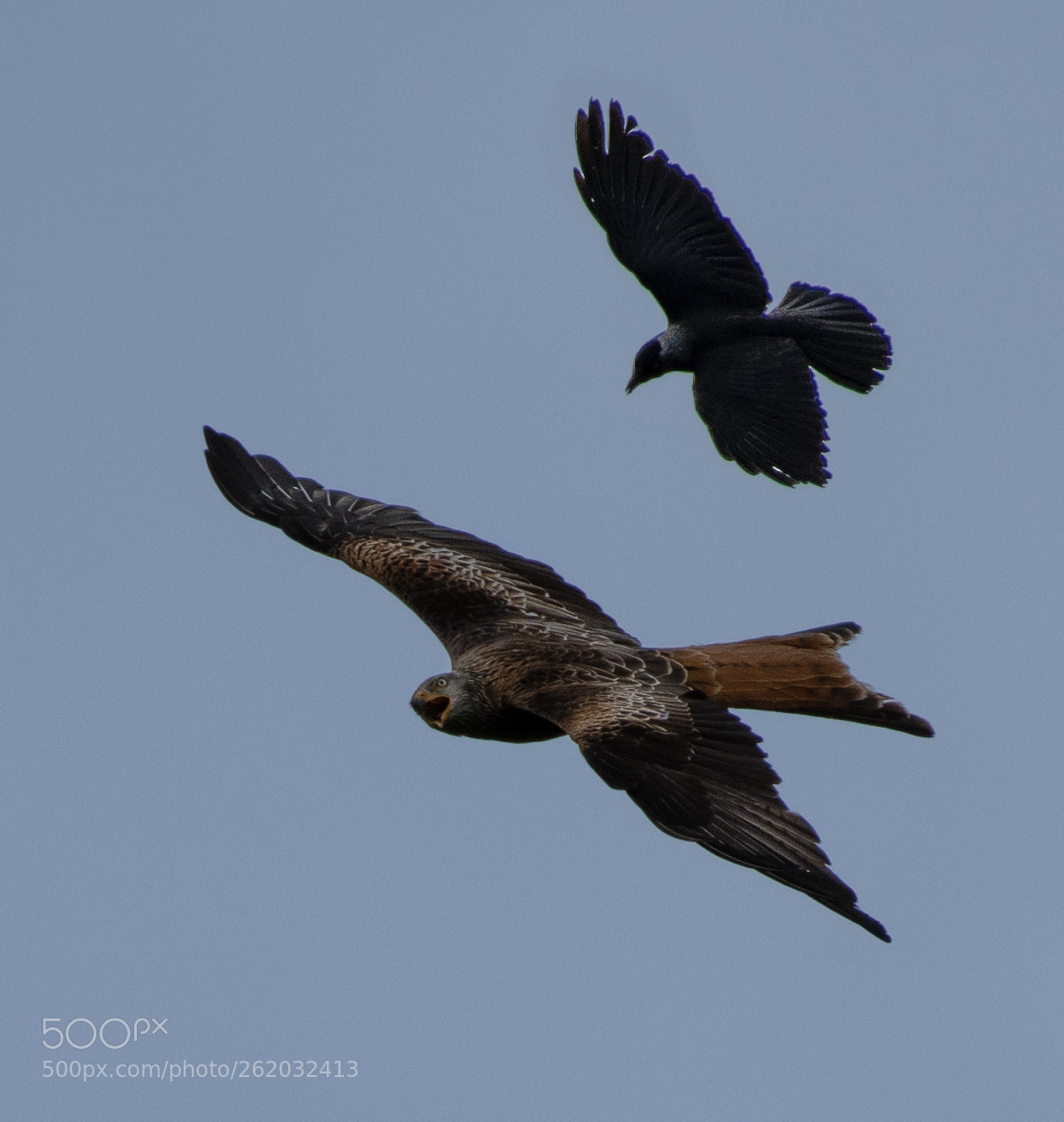 Nikon D850 sample photo. Red kite and crow photography