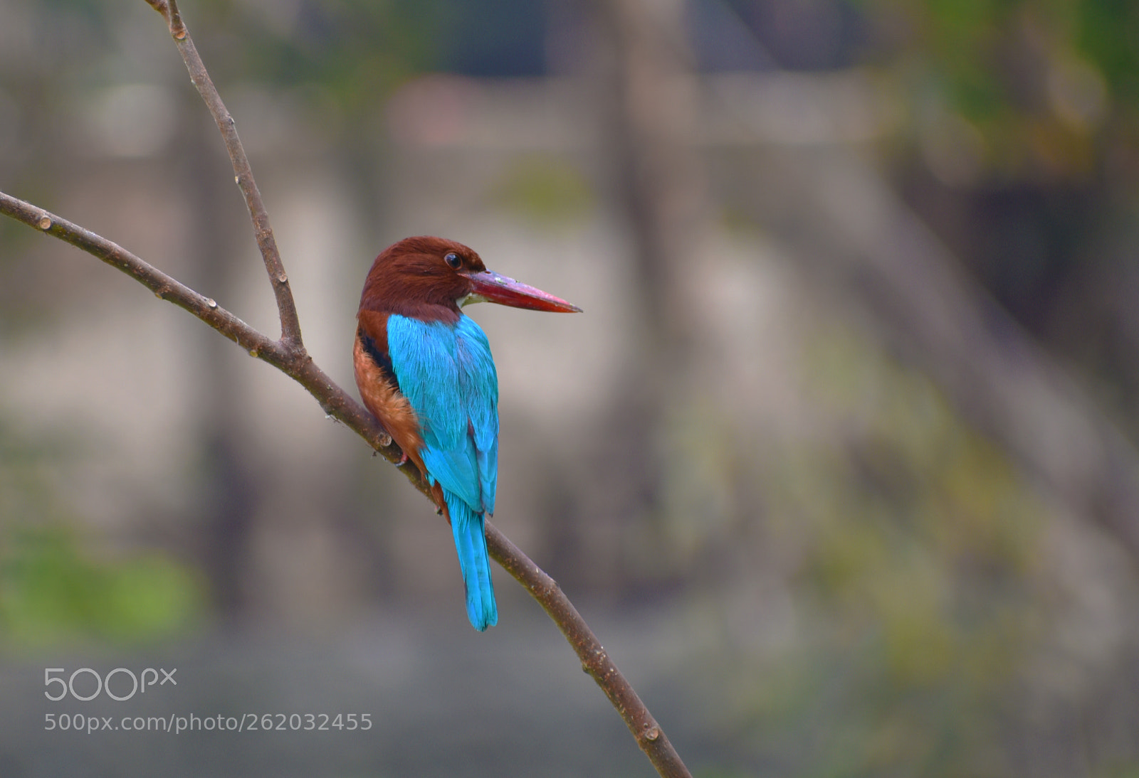 Nikon D5600 sample photo. Kingfisher photography