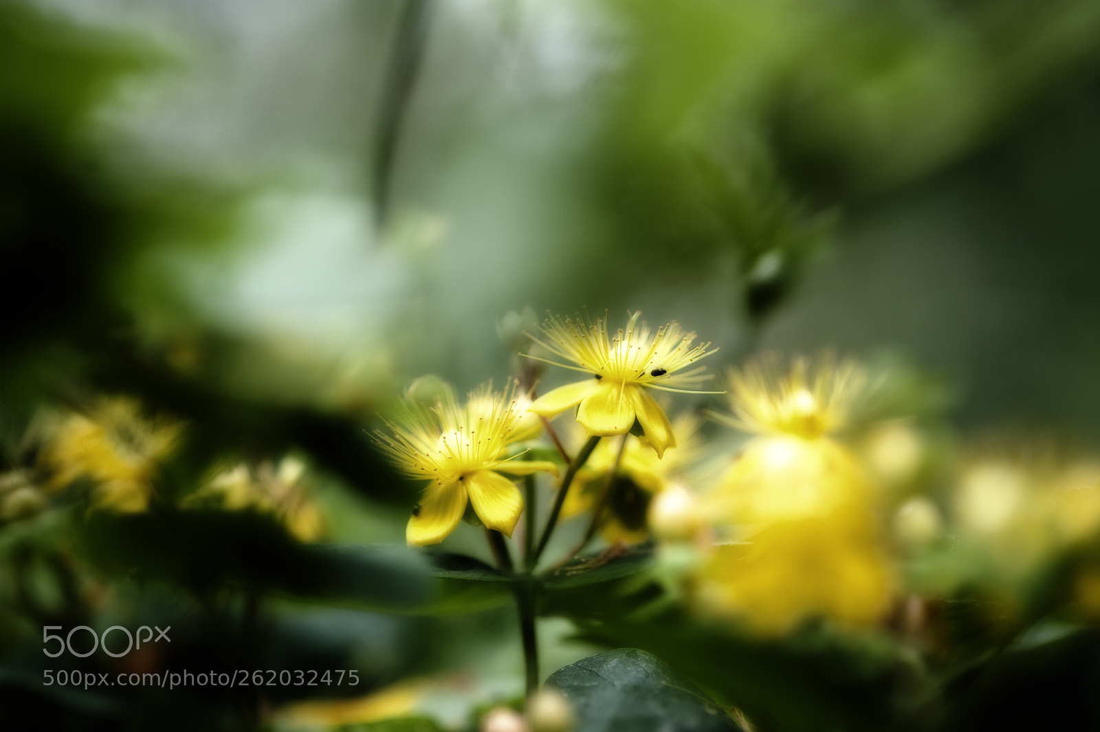 Nikon D3 sample photo. Garden serie photography
