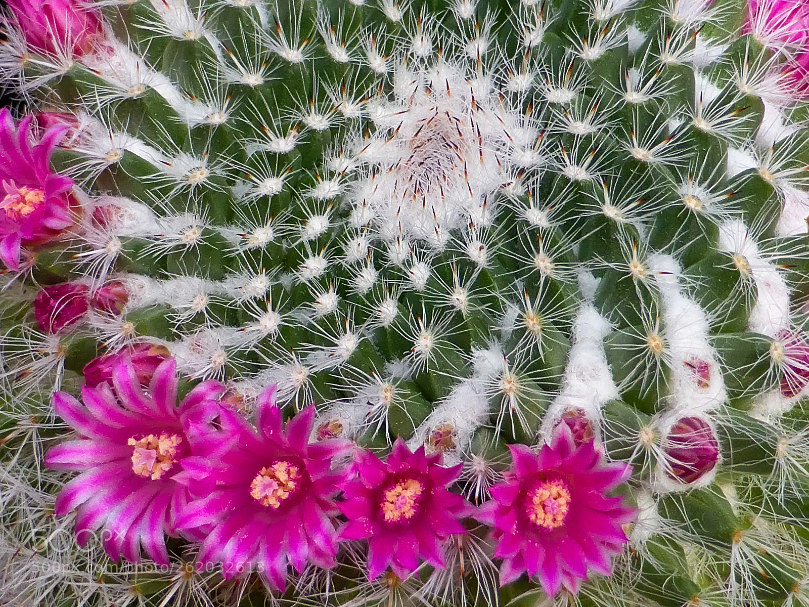 Panasonic Lumix DMC-ZS30 (Lumix DMC-TZ40) sample photo. Macro beauty photography