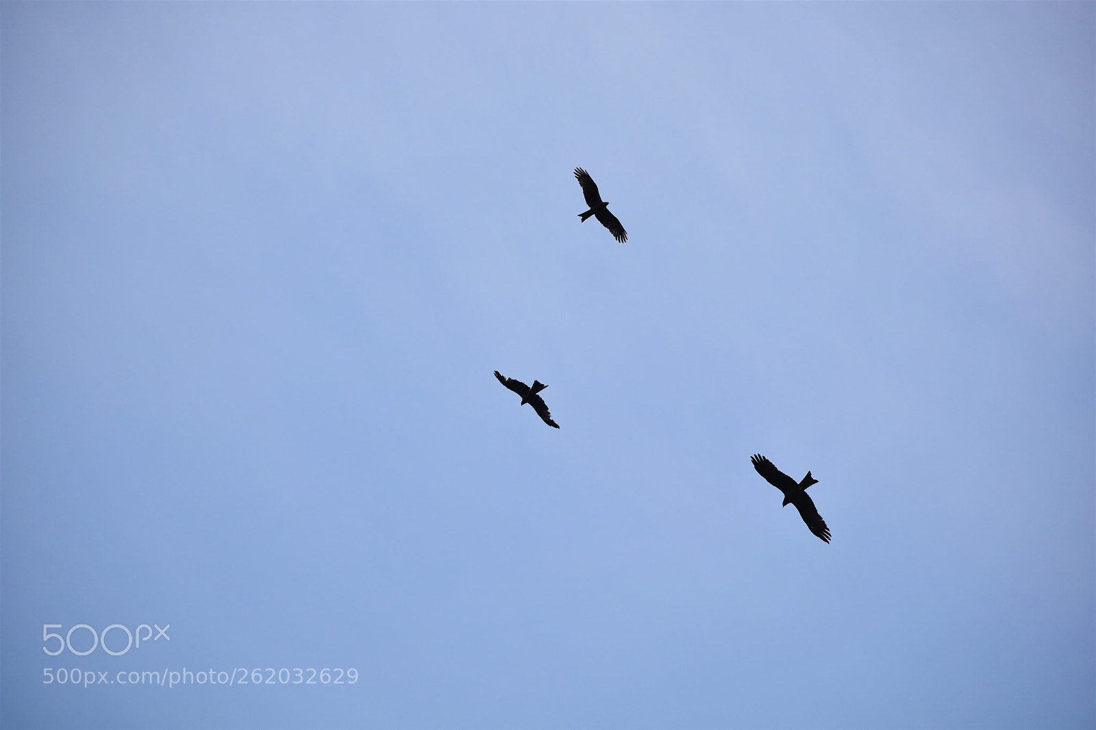 Nikon D5600 sample photo. Eagles photography